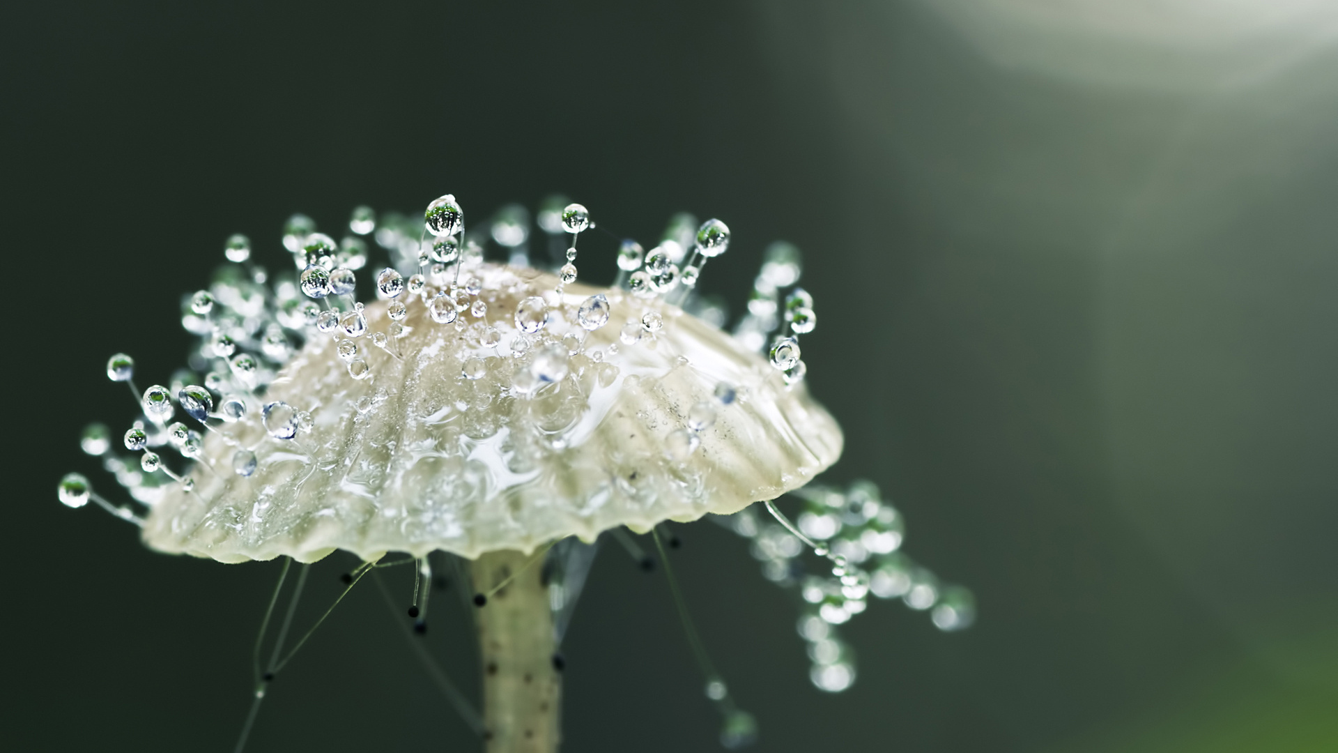 Капли росы на грибе