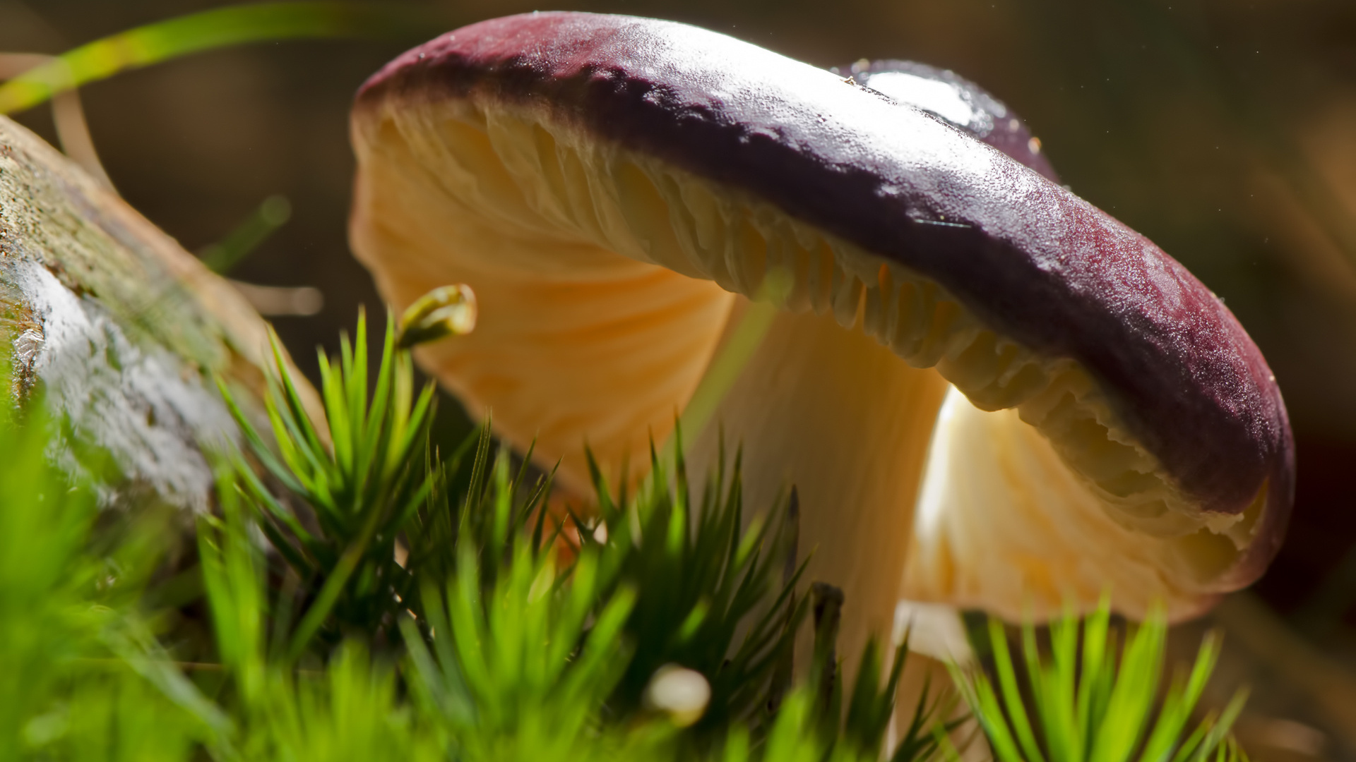 Роскошный съедобный гриб