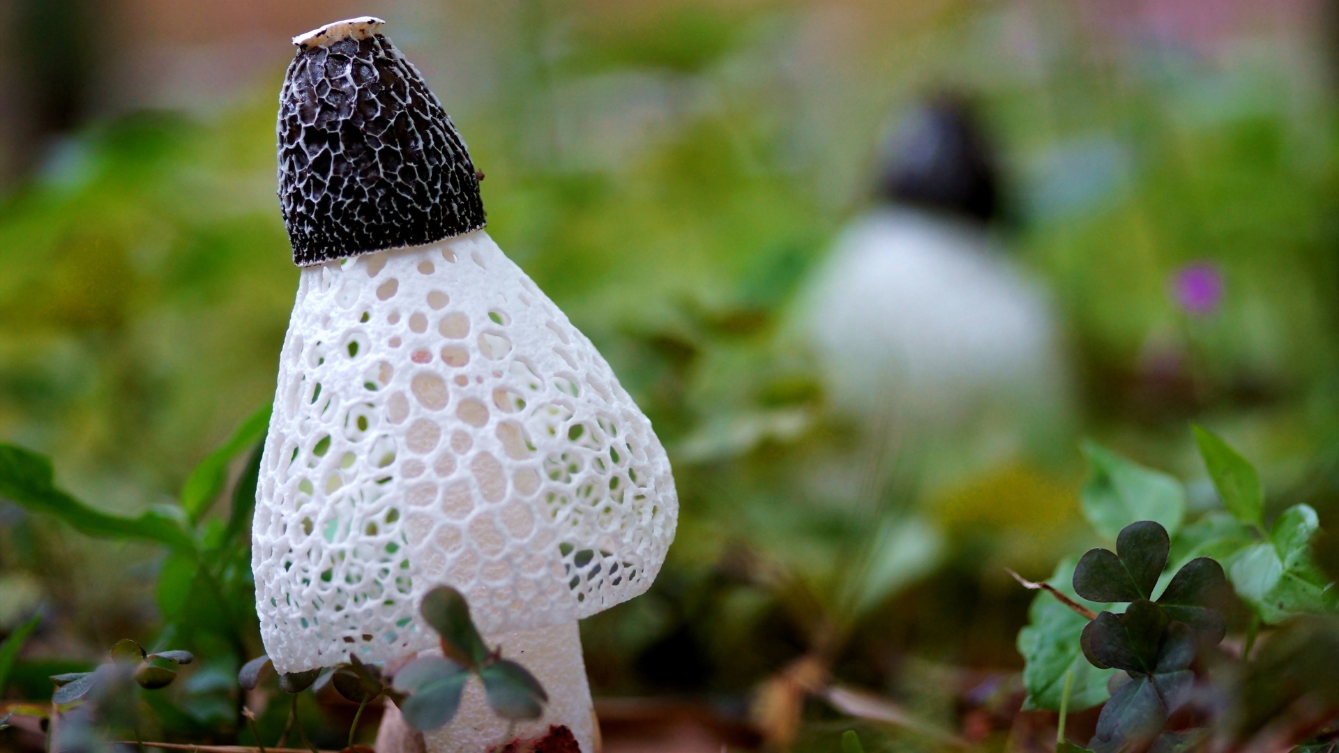 Сетчатые грибы