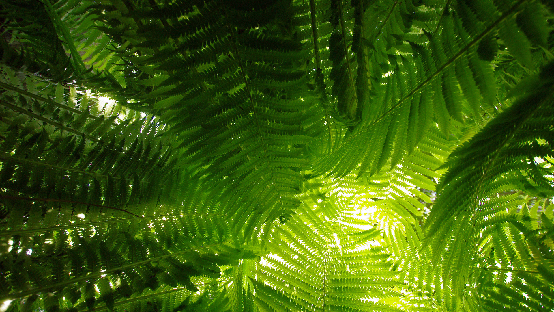 Луч света сквозь папоротник