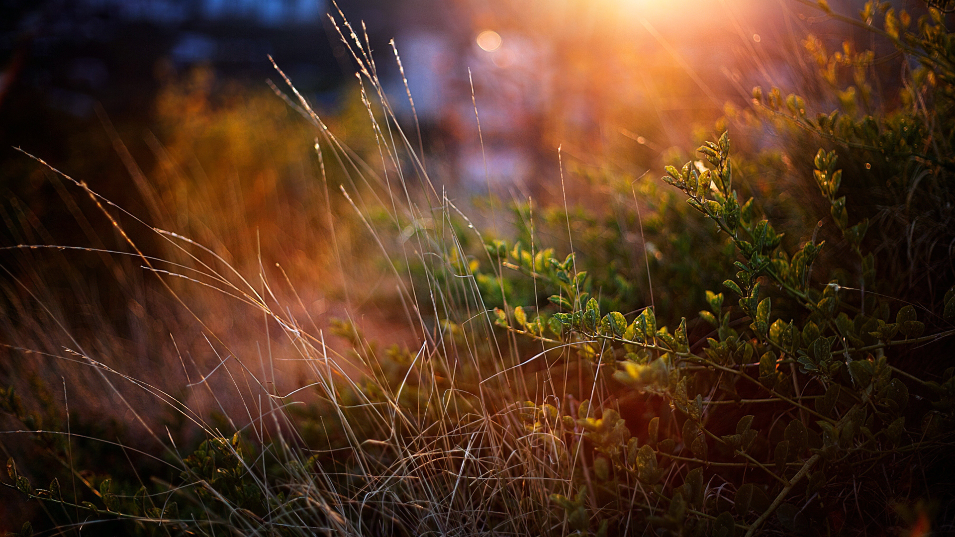 Луч солнца на траве