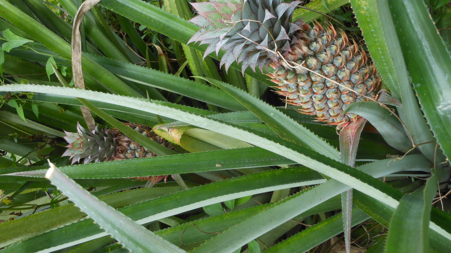 Ананас растет на кусте