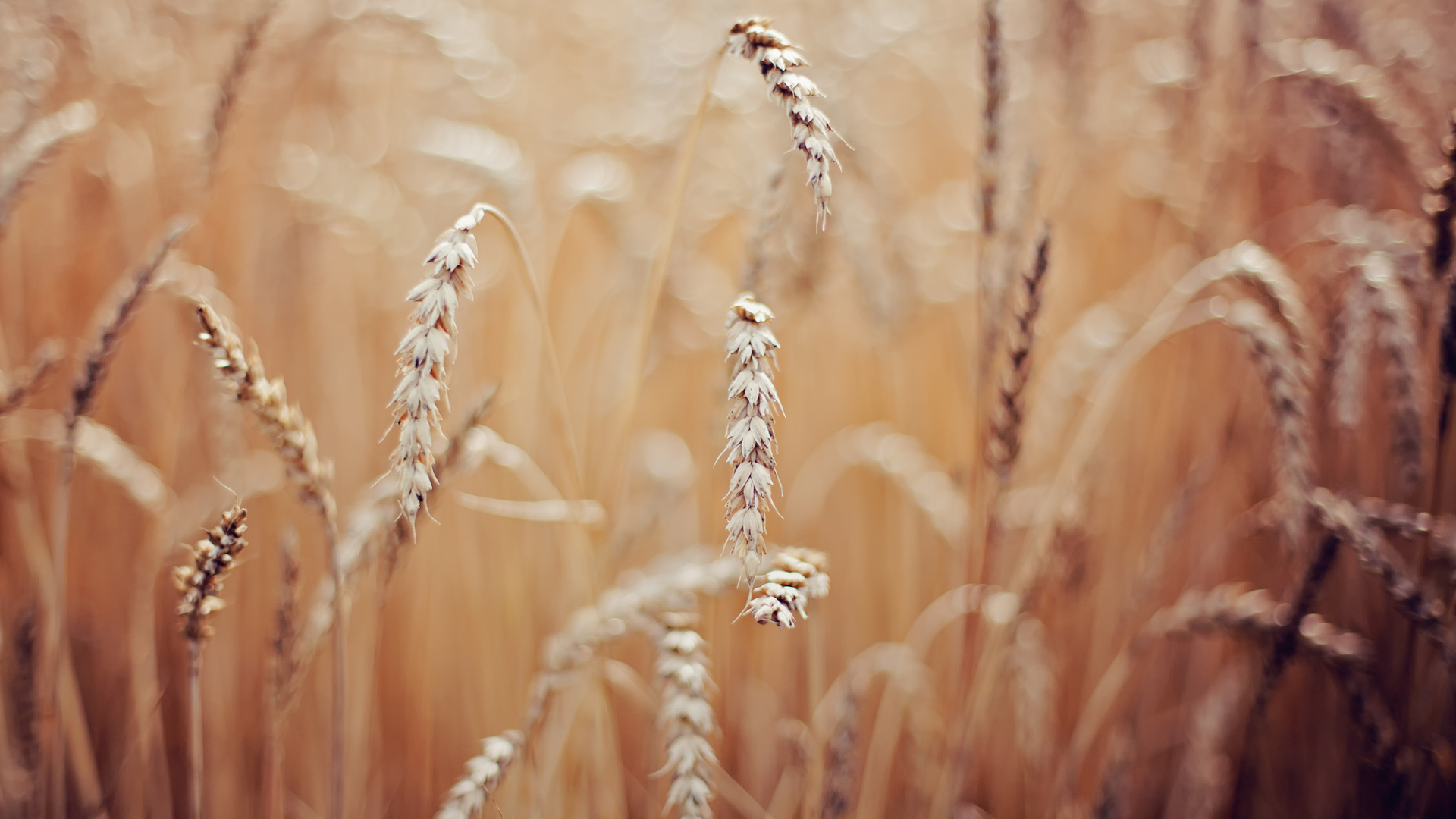 Колоски пшеницы