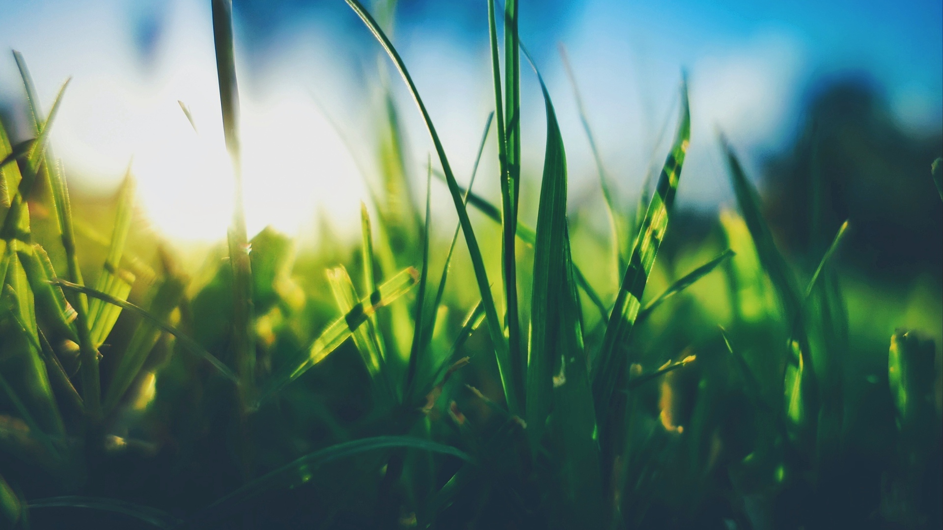 Трава в поле