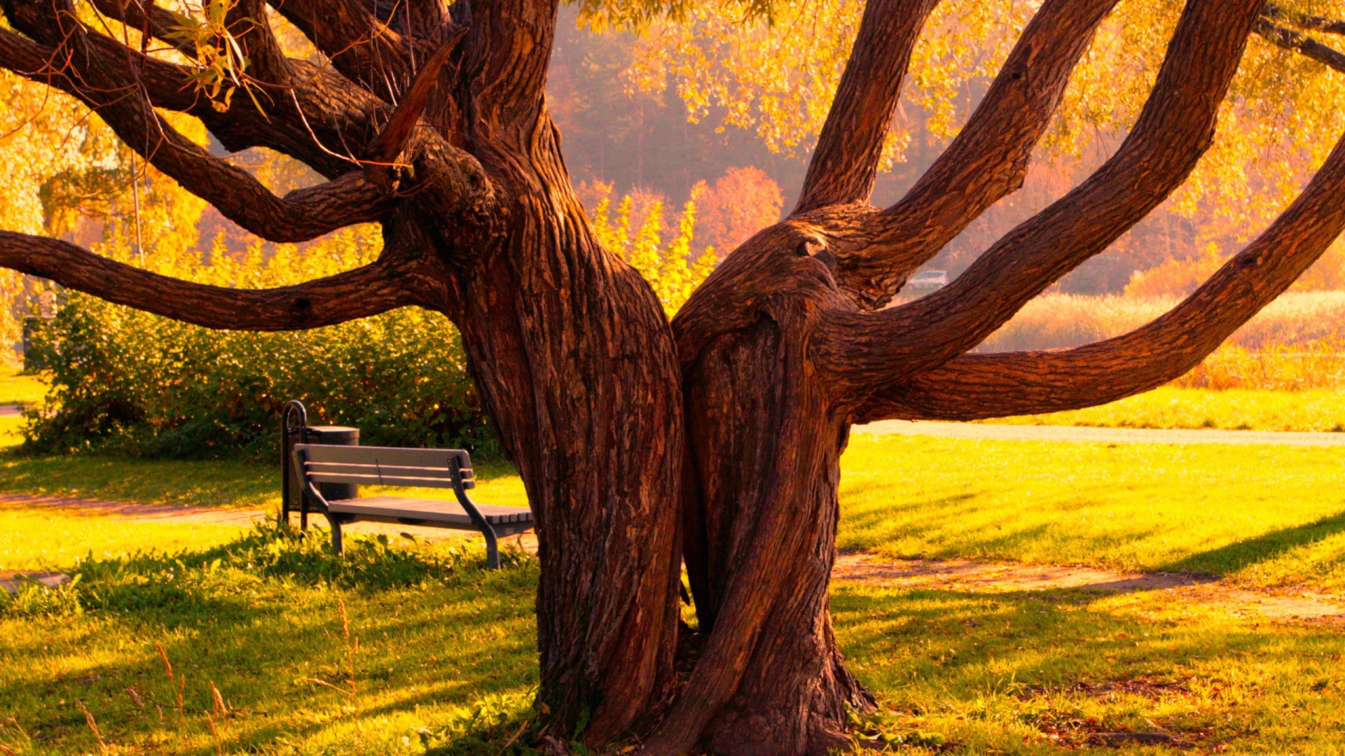 Деревья близнецы