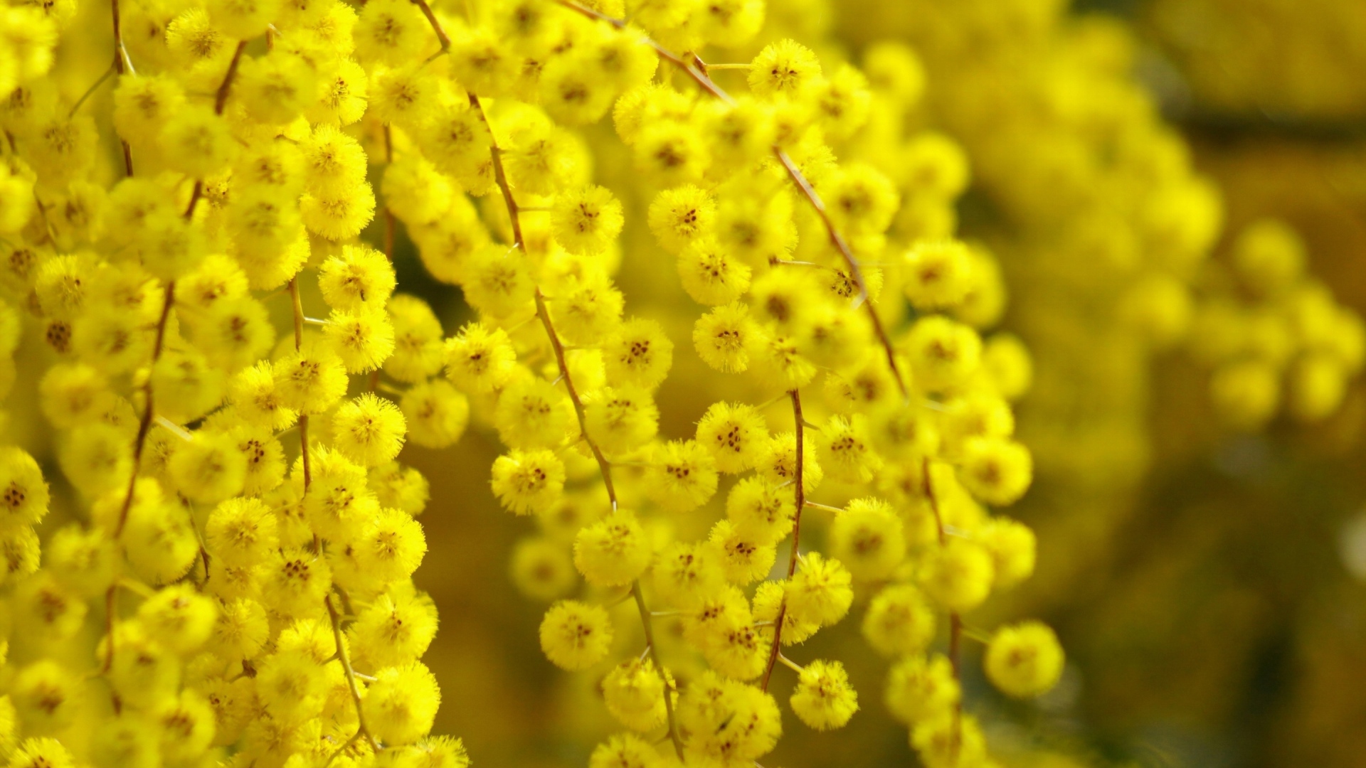 	   Blooms yellow acacia