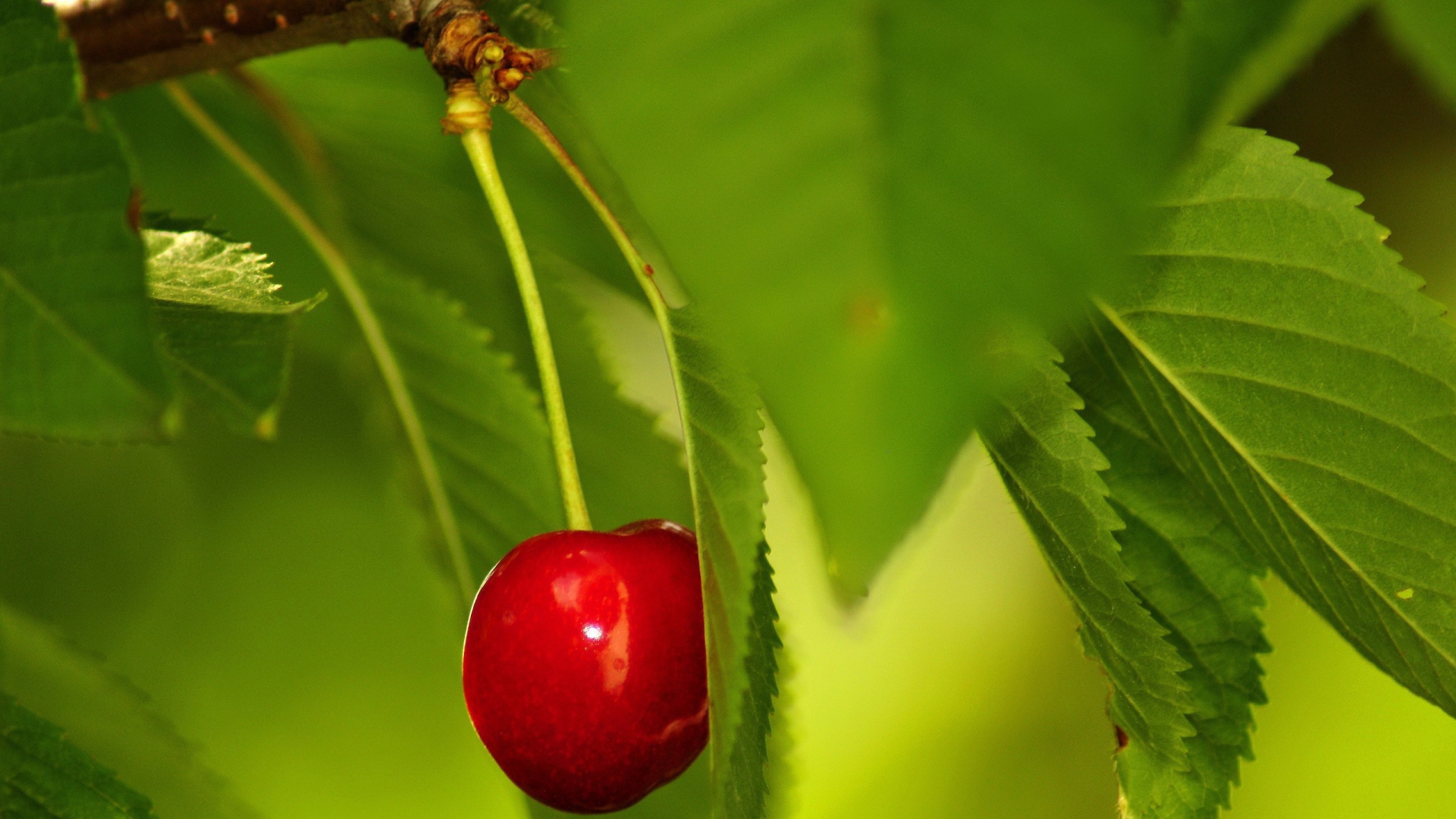 Одинокая вишня