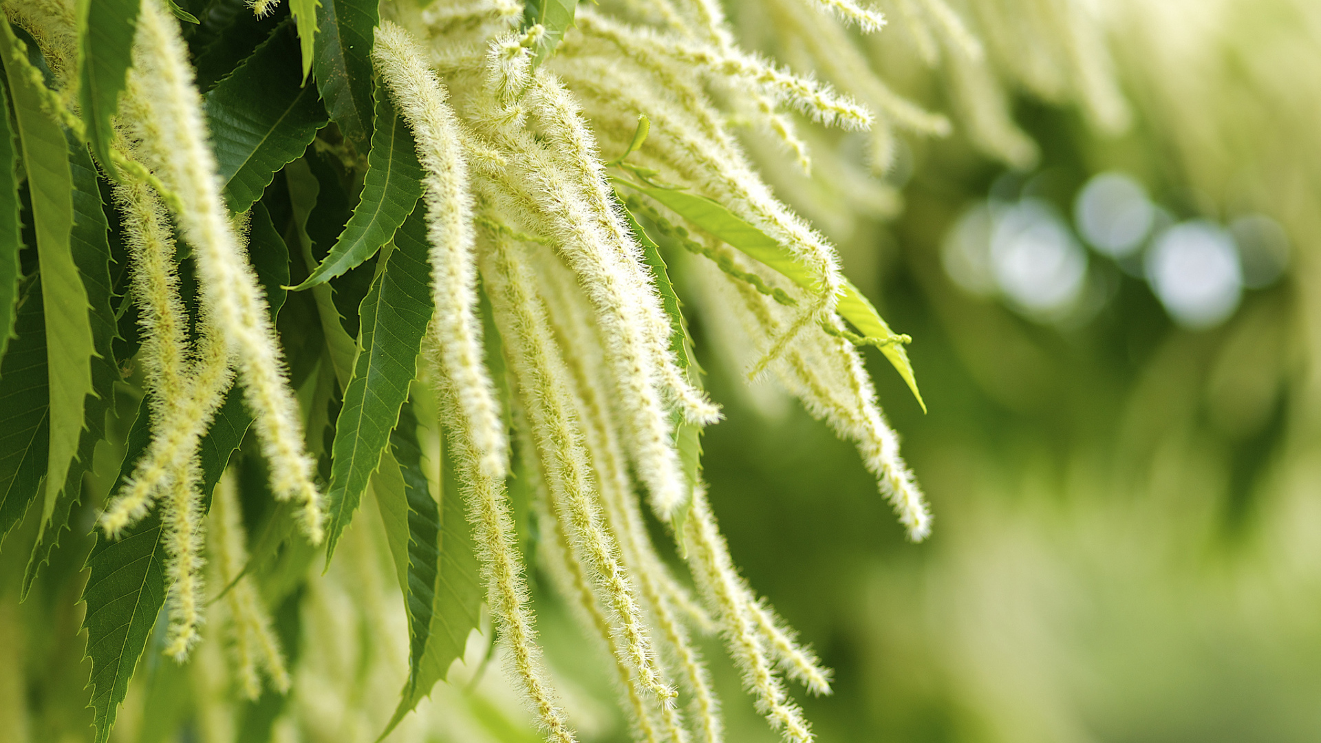 Листья и цветы дерева