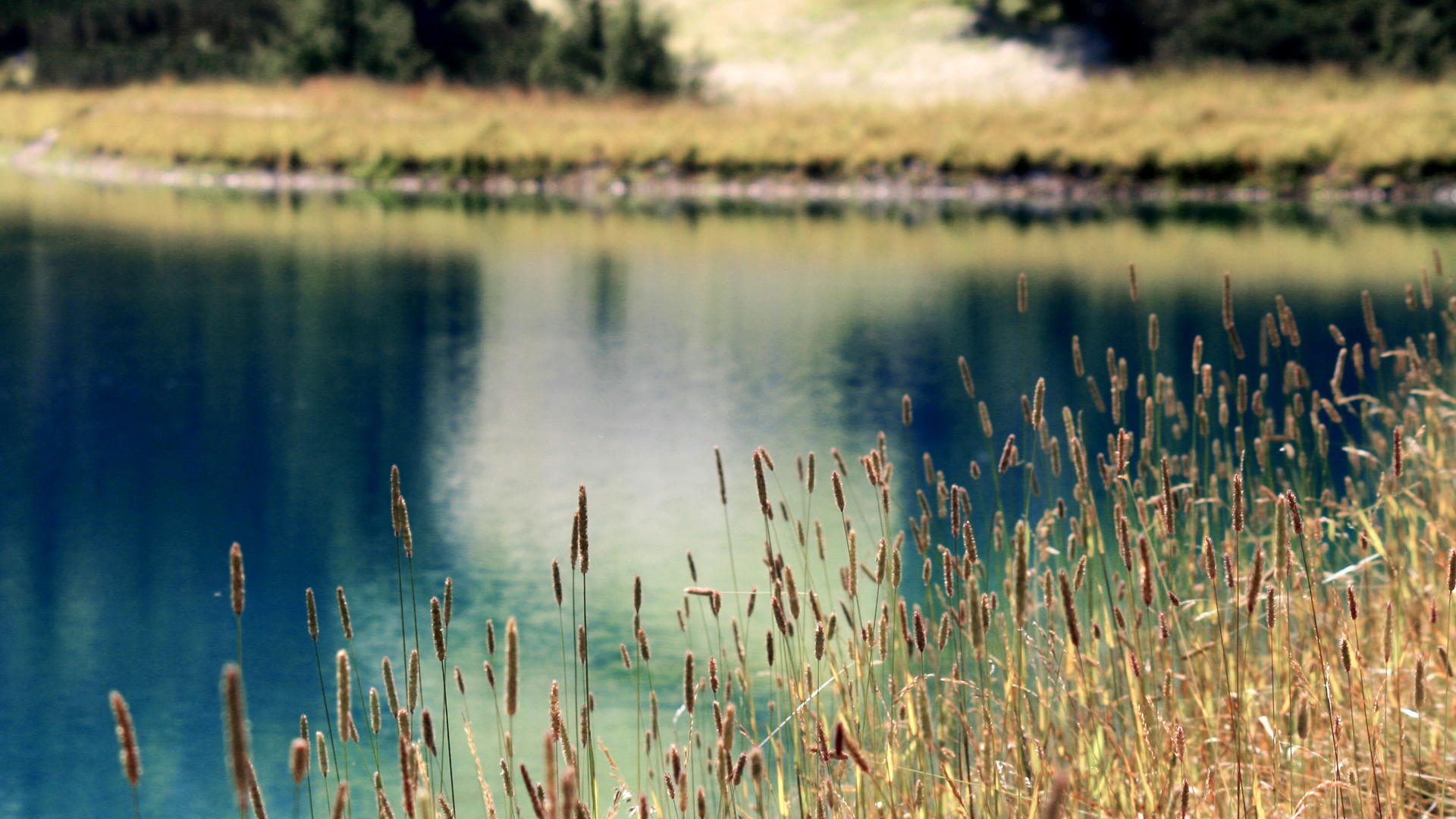 Растения на берегу озера