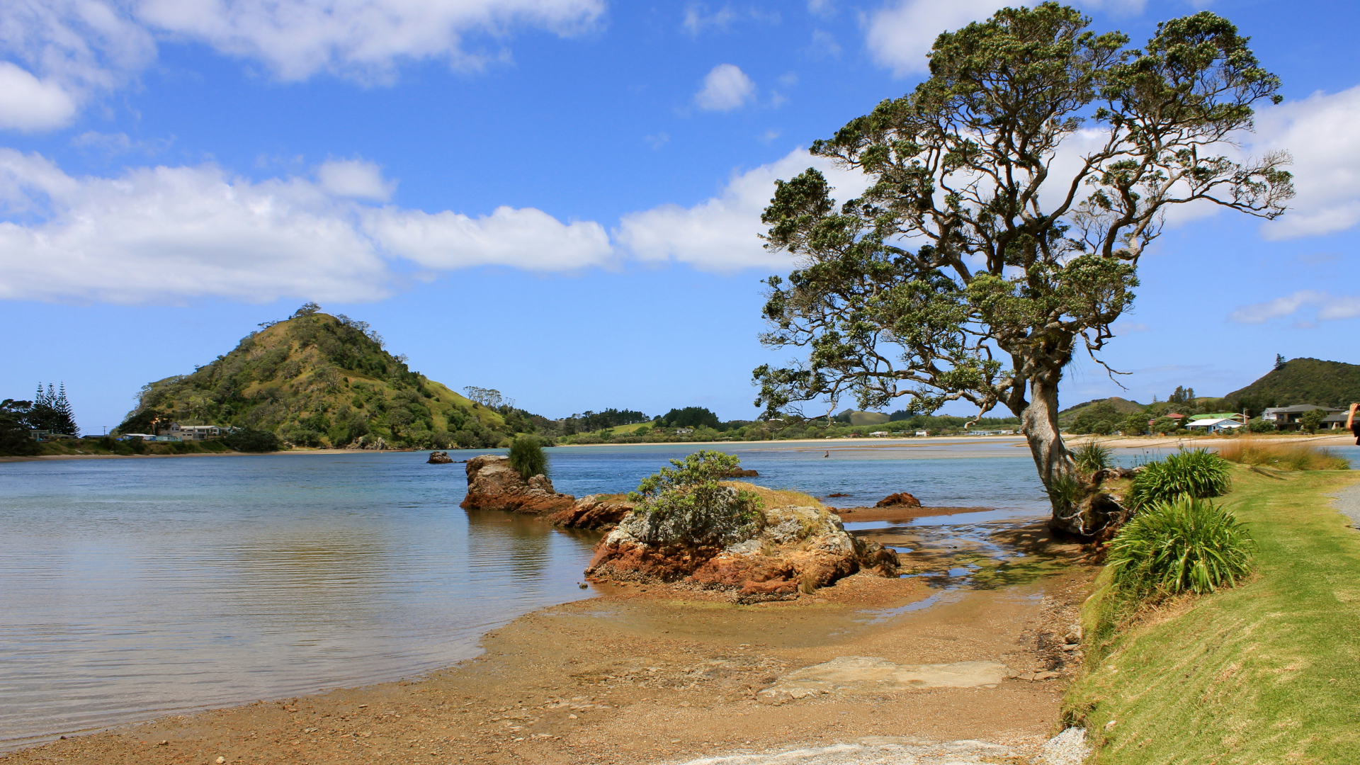 Дерево на берегу озера