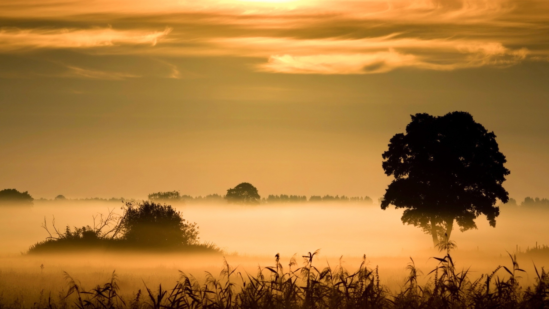	   Morning fog above the swamp