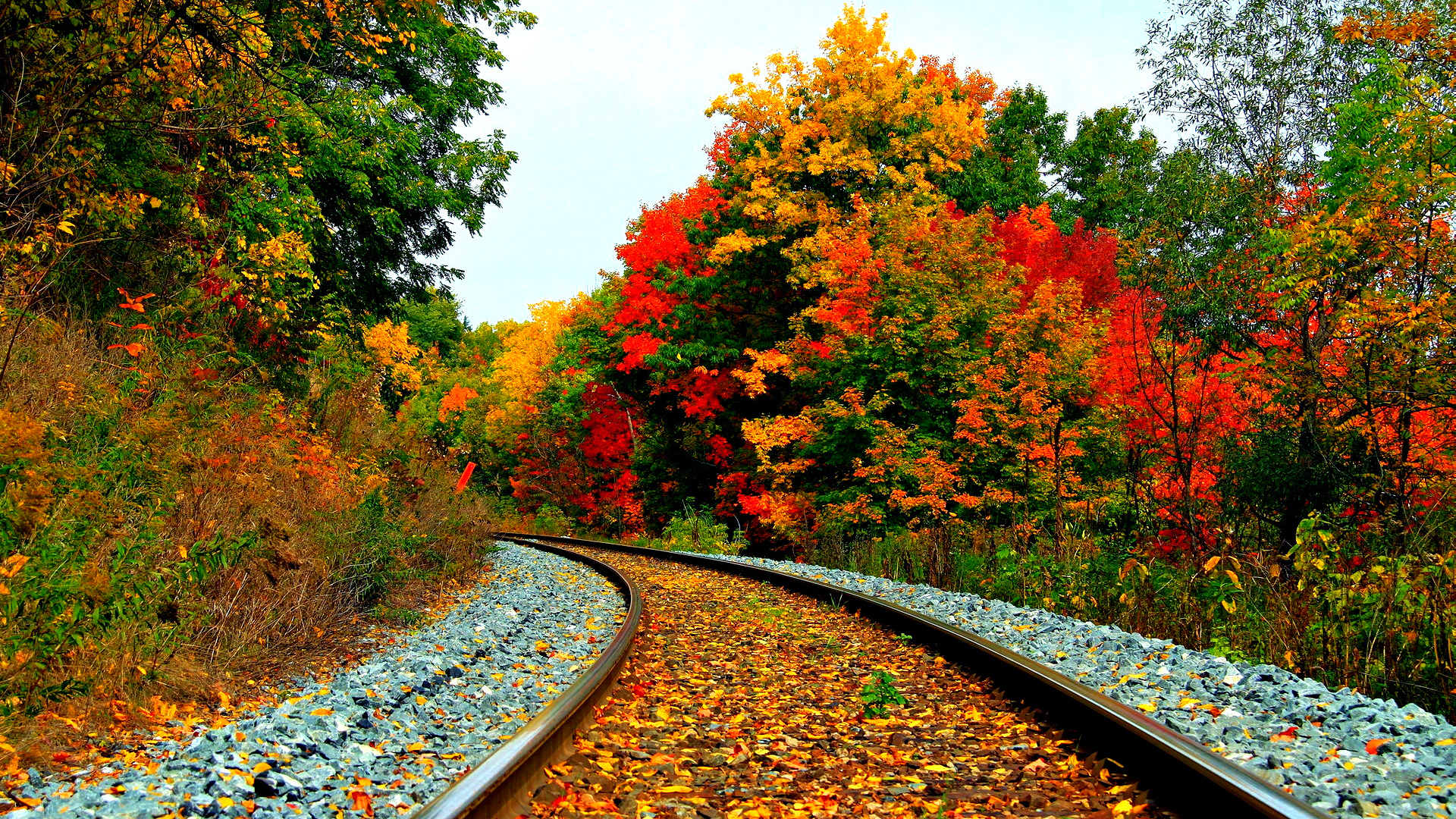 Railway in autumn forest