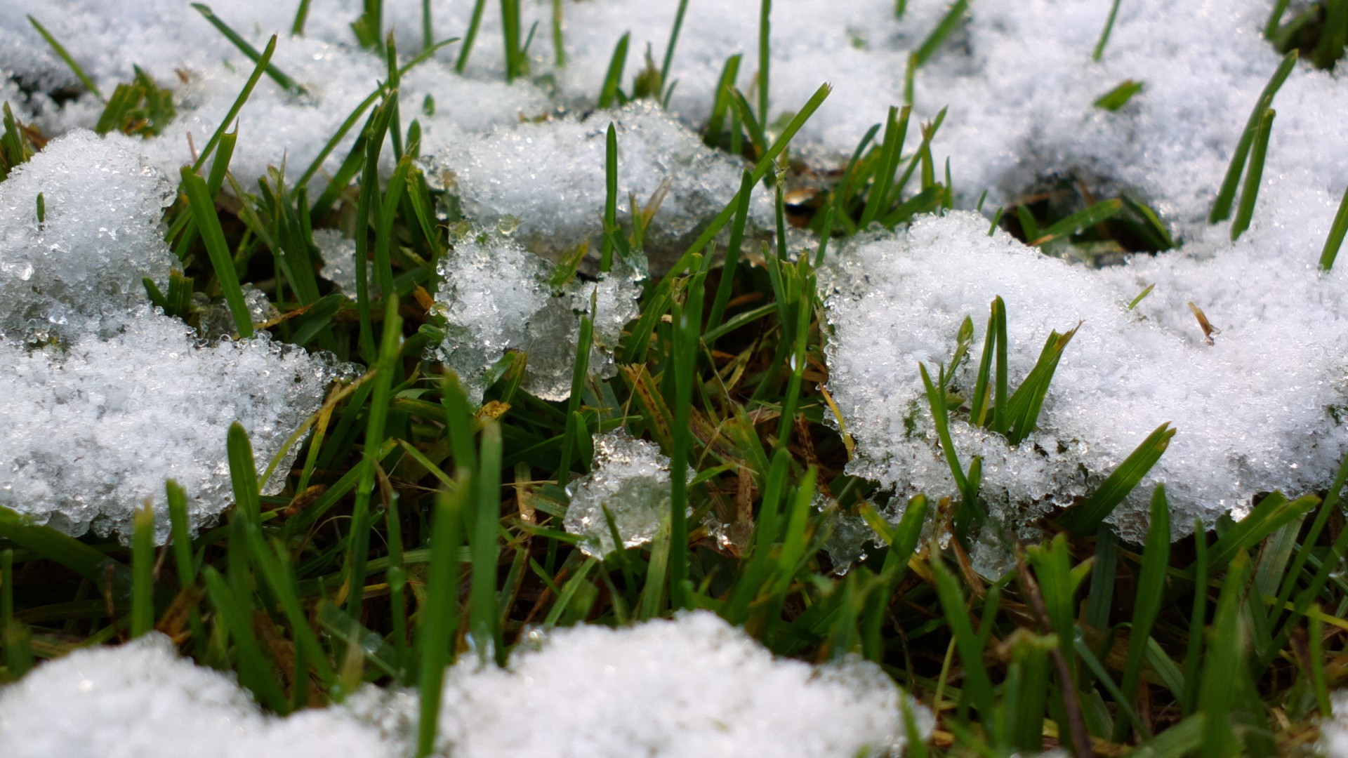 Spring grass from under the snow