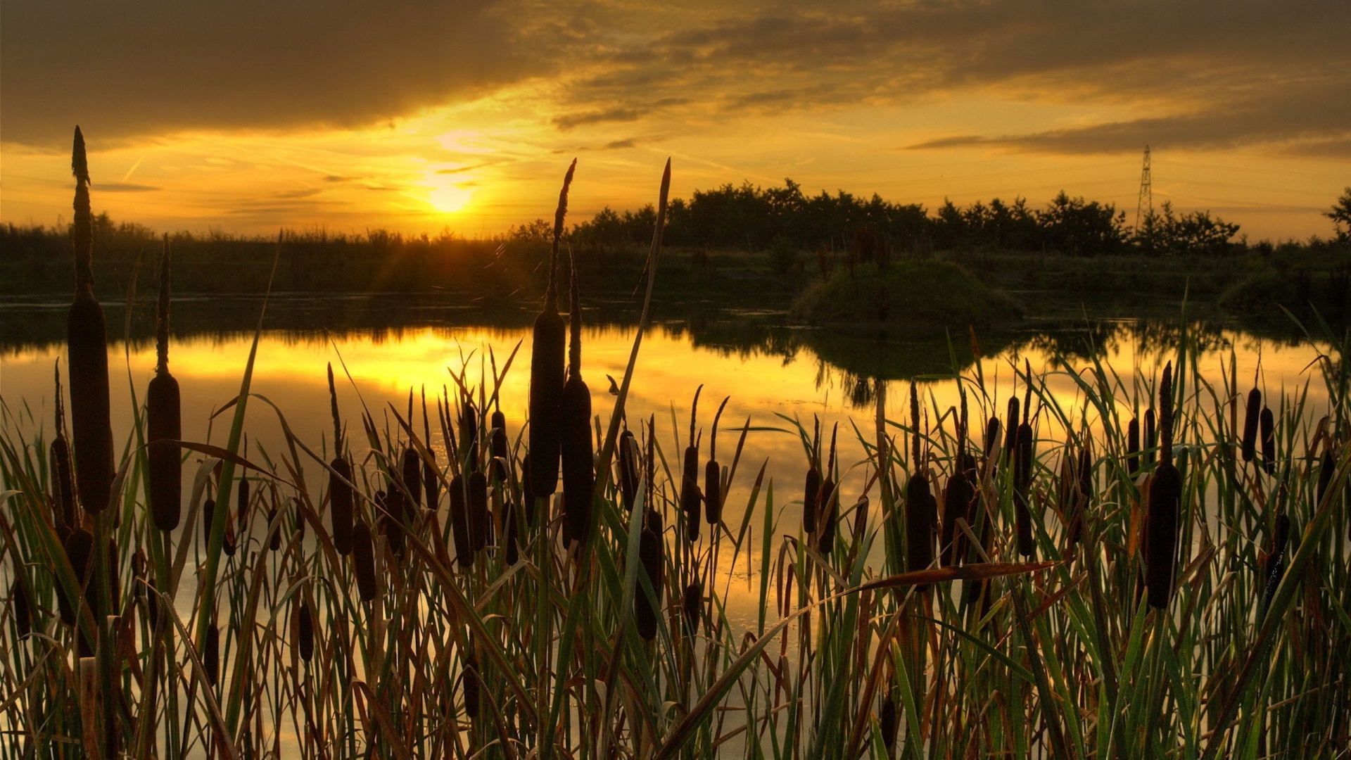 Закат в камышах