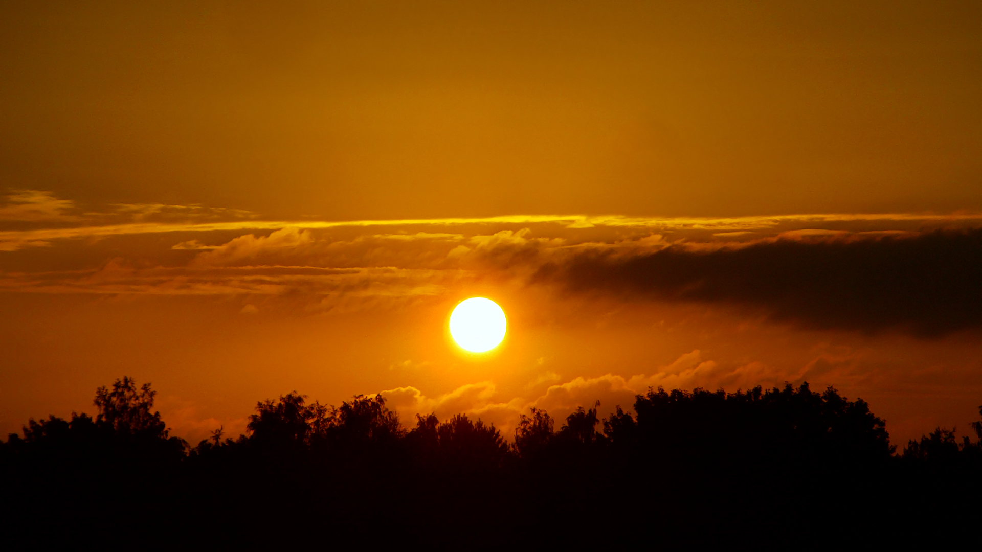 Солнце над лесом