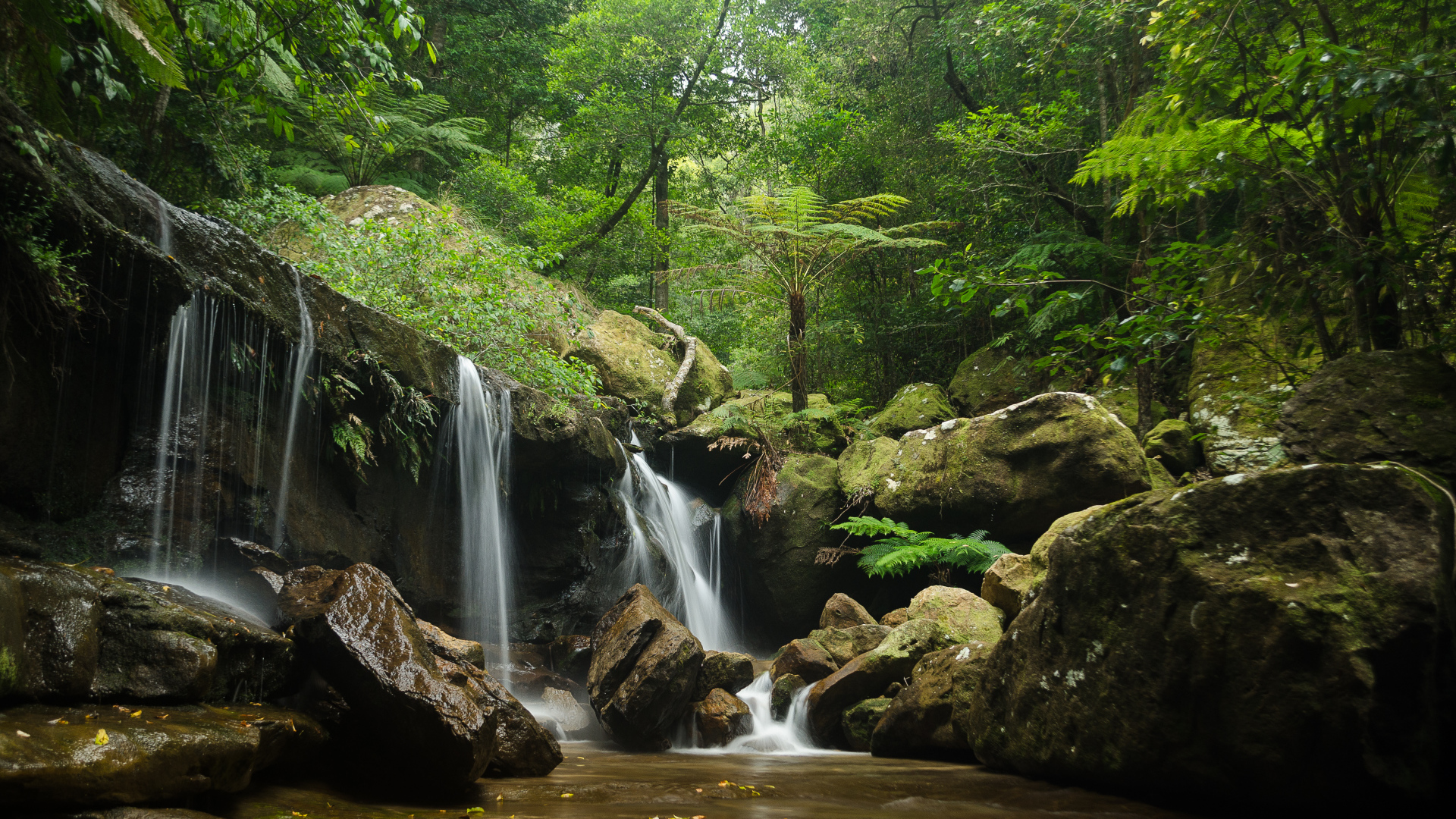 Заросли и водопад