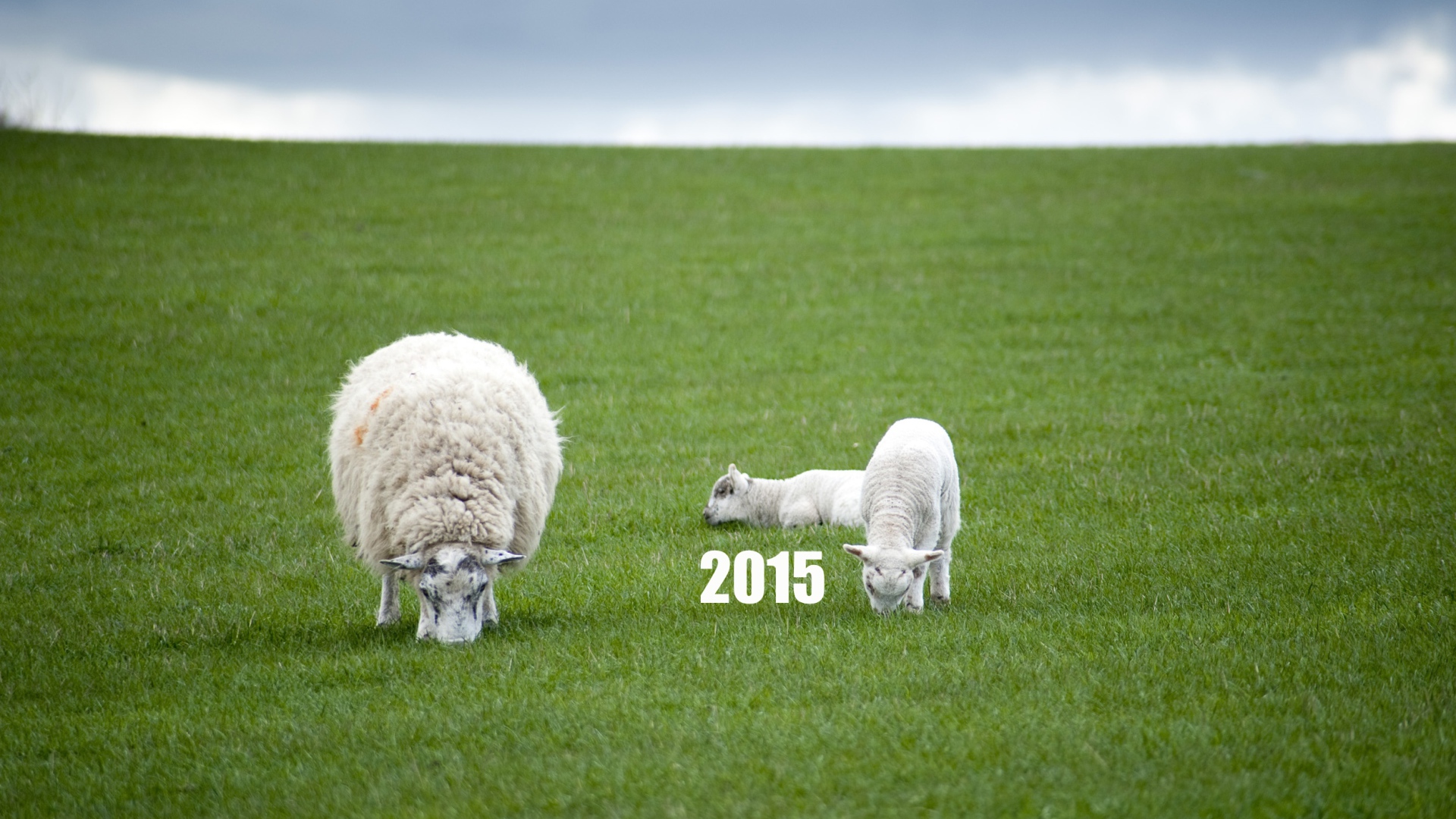Новый Год овечки 2015