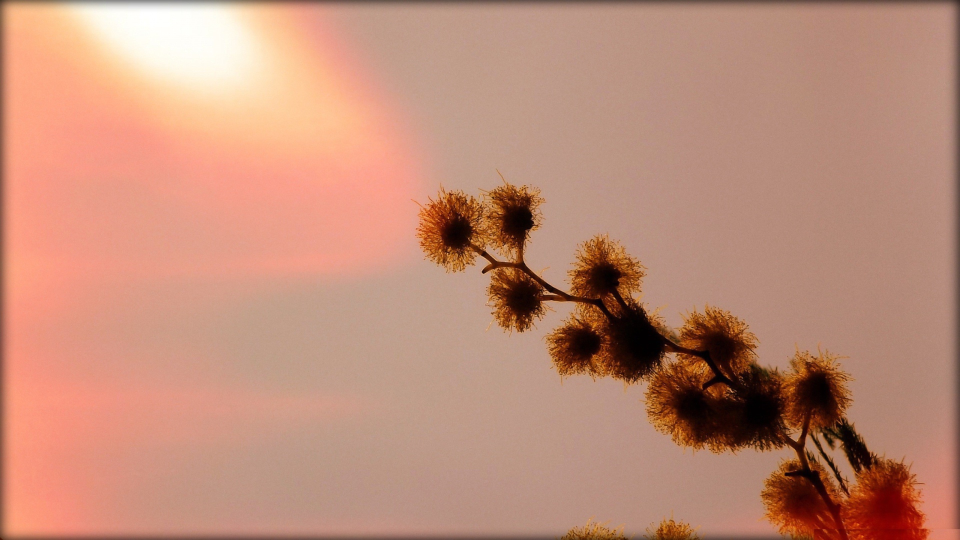 Абстрактная ветка растения