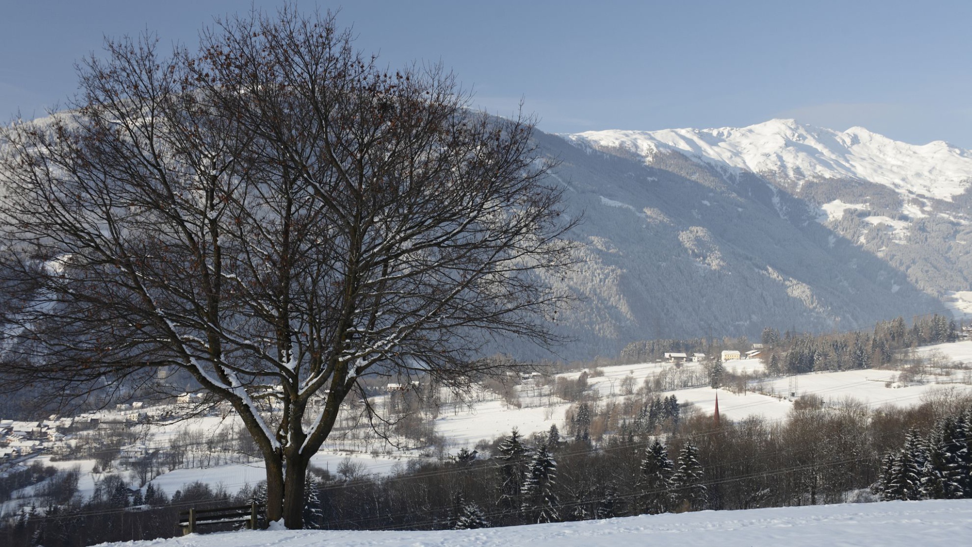 Дерево на фоне гор на курорте Лиенц, Австрия