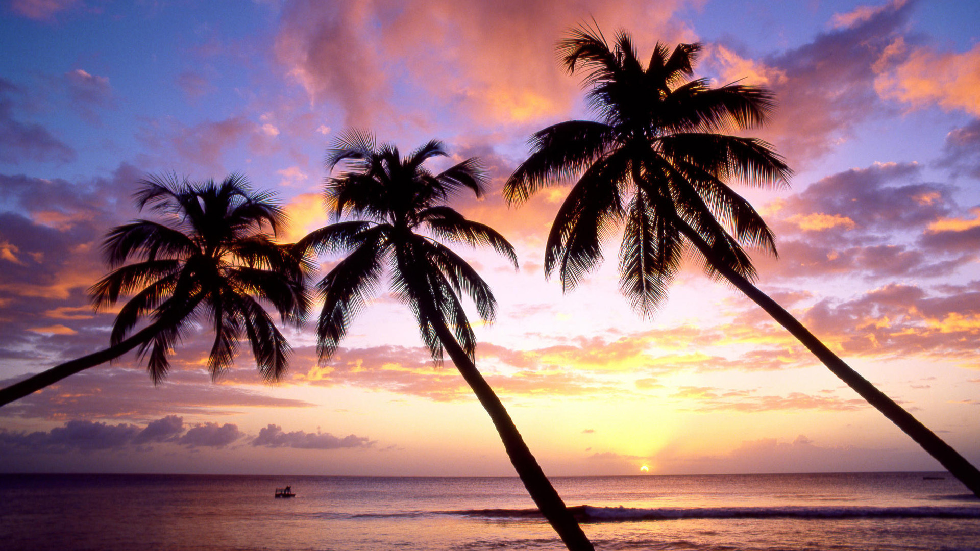 Три пальмы в Барбадосе