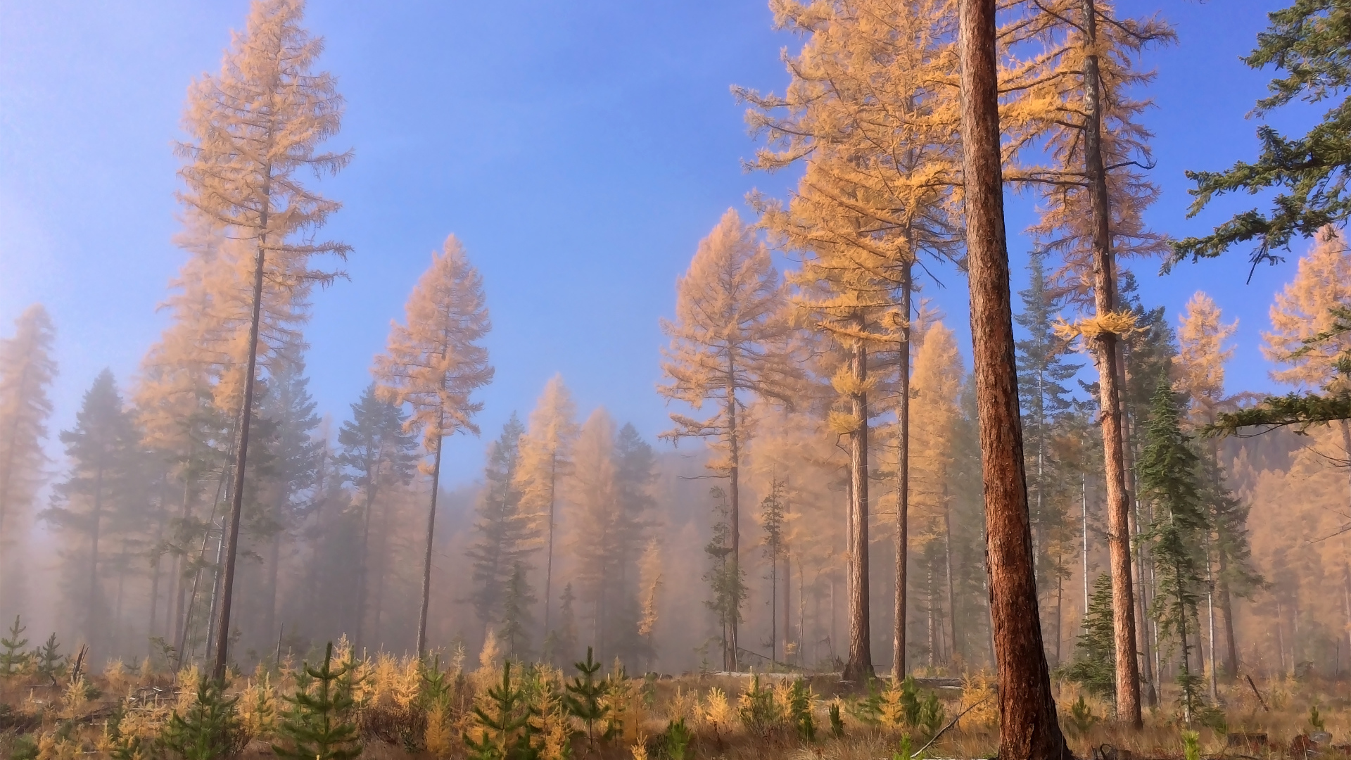 Доисторические леса, Британская Колумбия, Канада