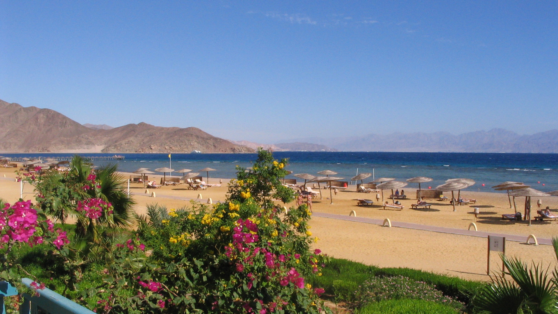 Цветы на пляже на курорте Таба, Египет