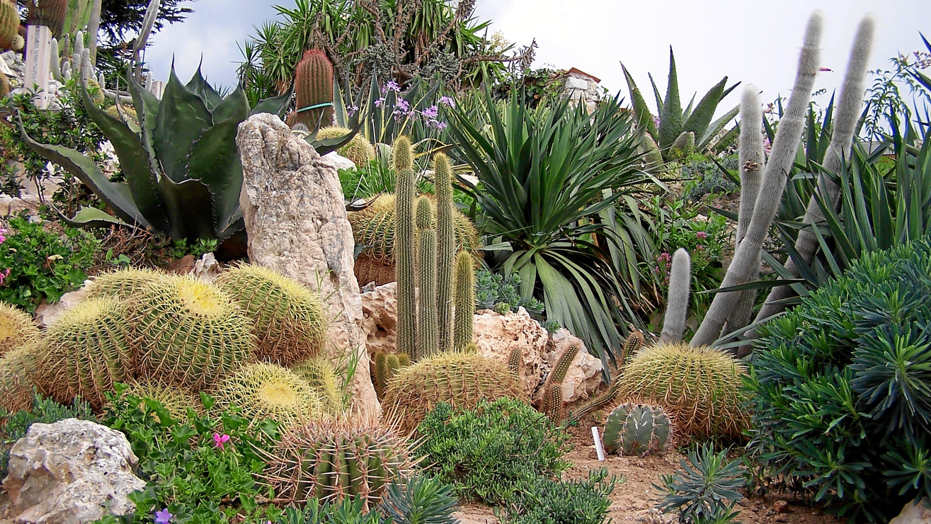 Кактусы на курорте Эз, Франция
