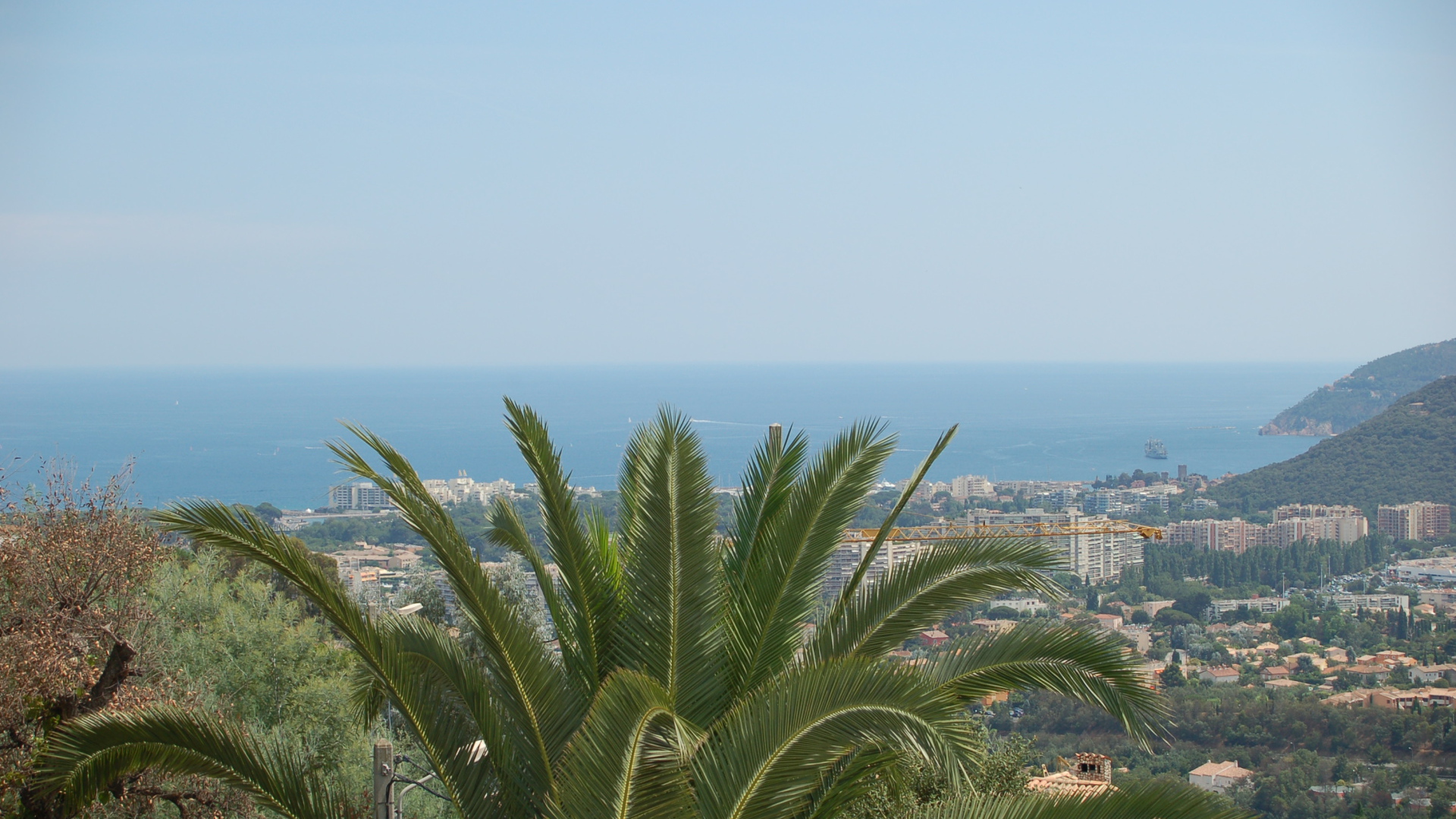 Пальма на фоне города на курорте Манделье ля Напуль, Франция