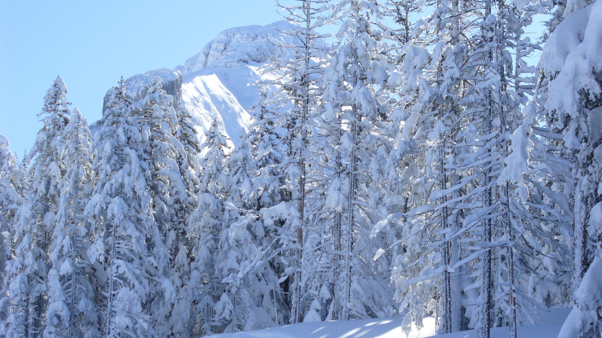 Заснеженные ели на курорте Виллар-де-Ланс, Франция