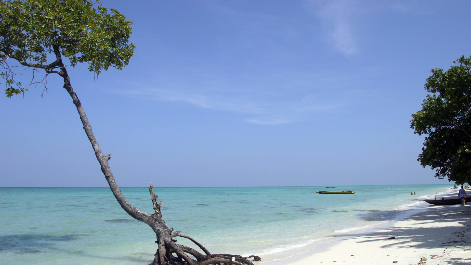 Красивое дерево на Андаманских островах