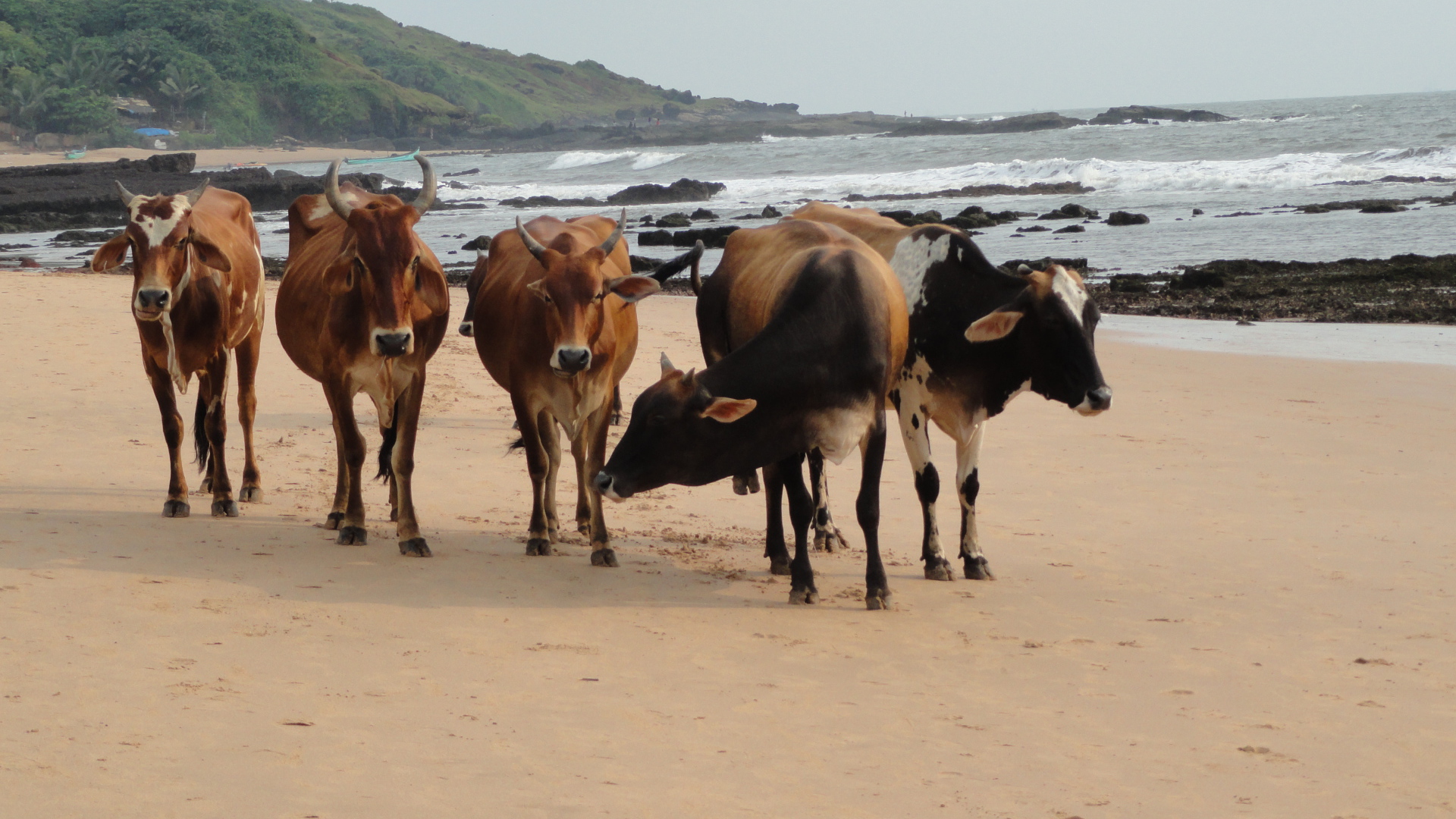 Коровы на пляже в Анджуне