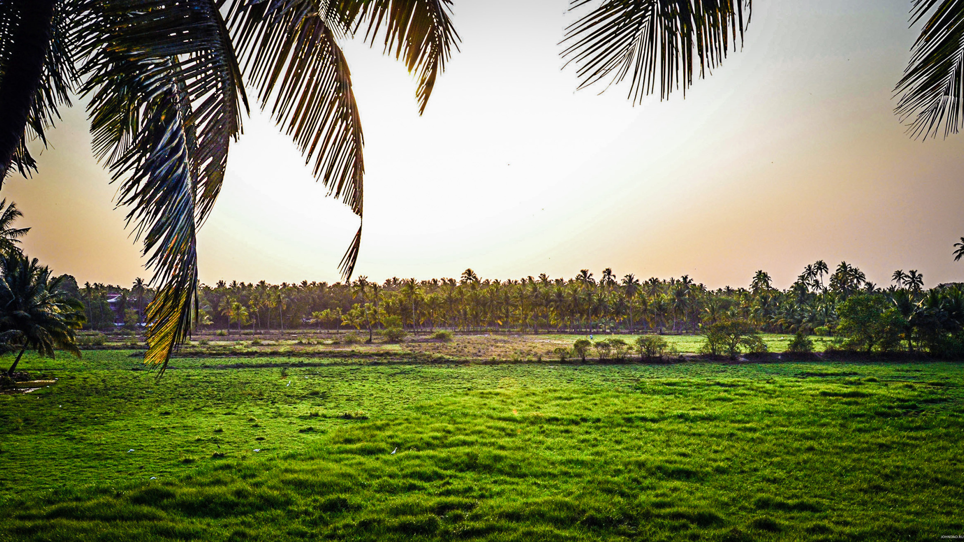 Поля на Гоа