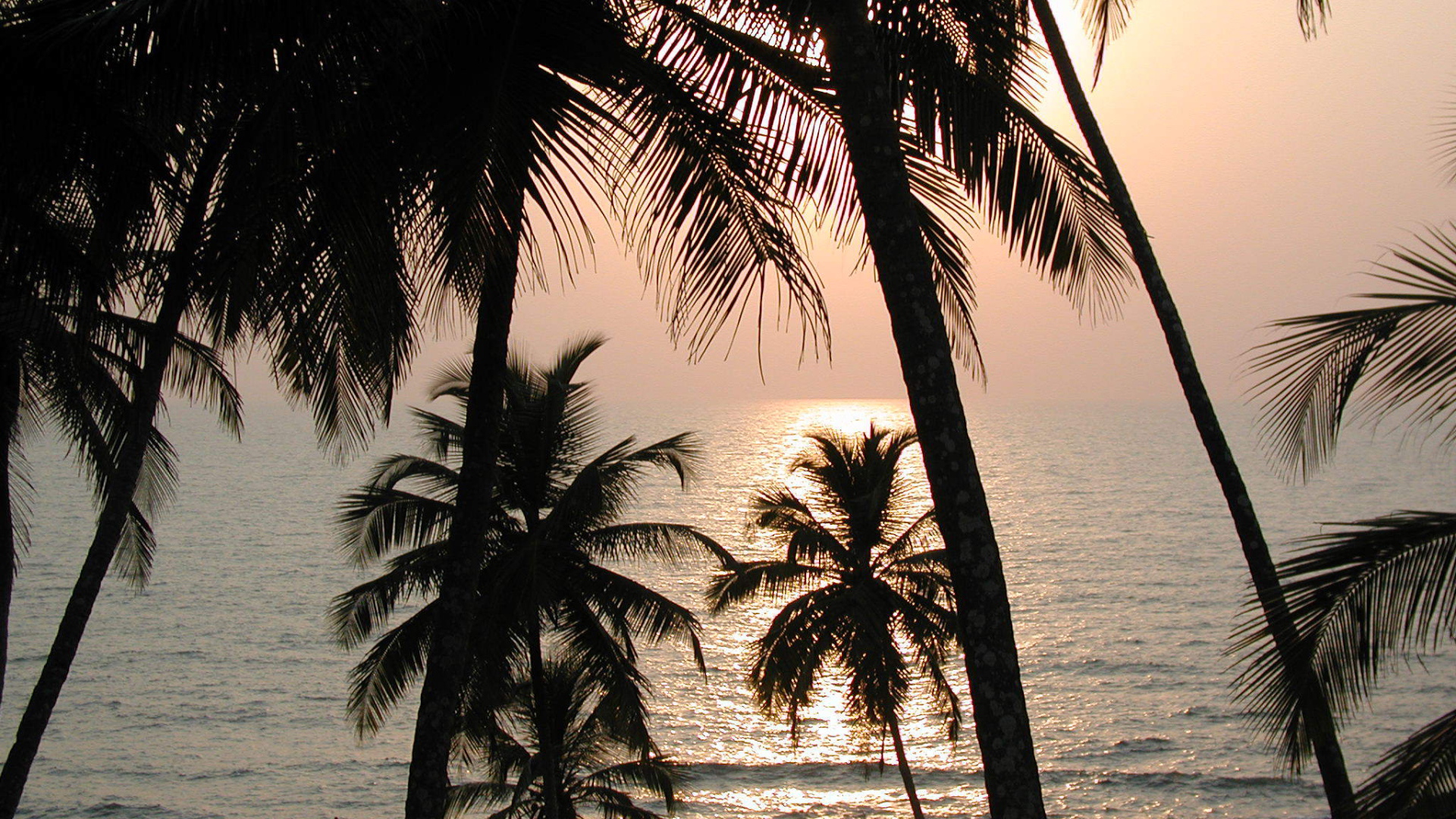 Пальмы на пляже в Вагаторе