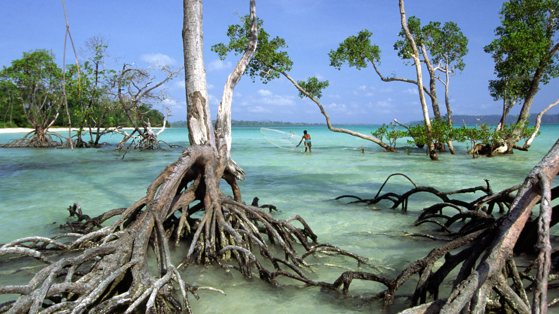 Необычные деревья на Андаманских островах