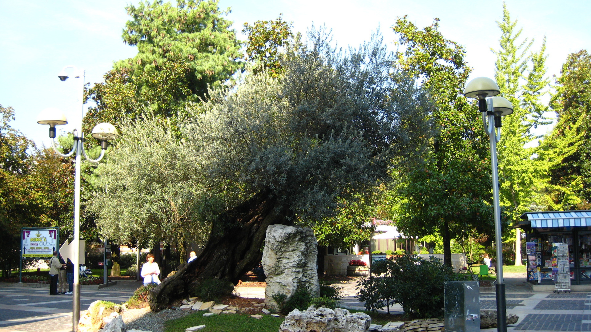 Маслина на улице на курорте Абано Терме, Италия