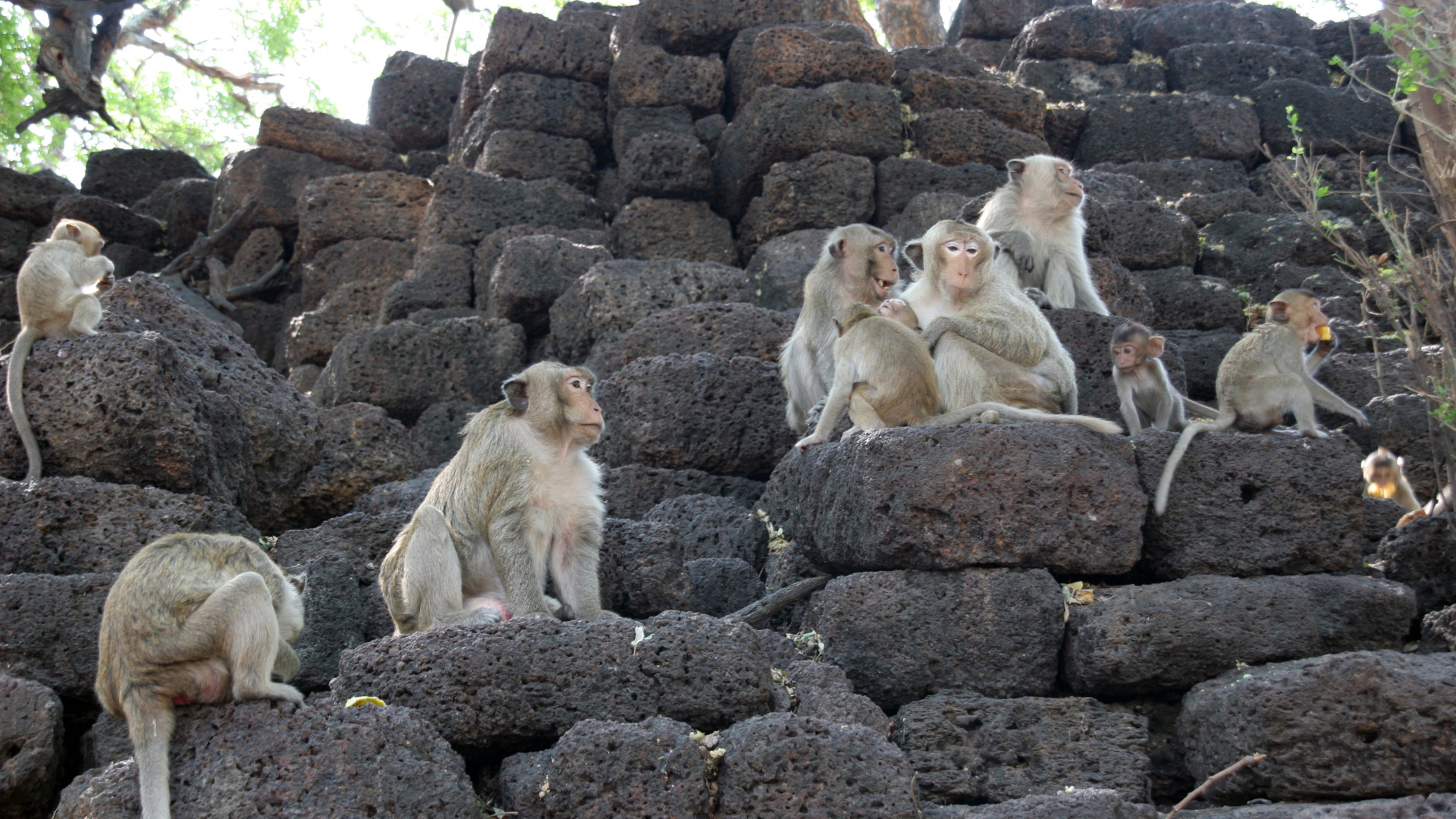 Обезьяны на камнях на курорте Лопбури, Таиланд