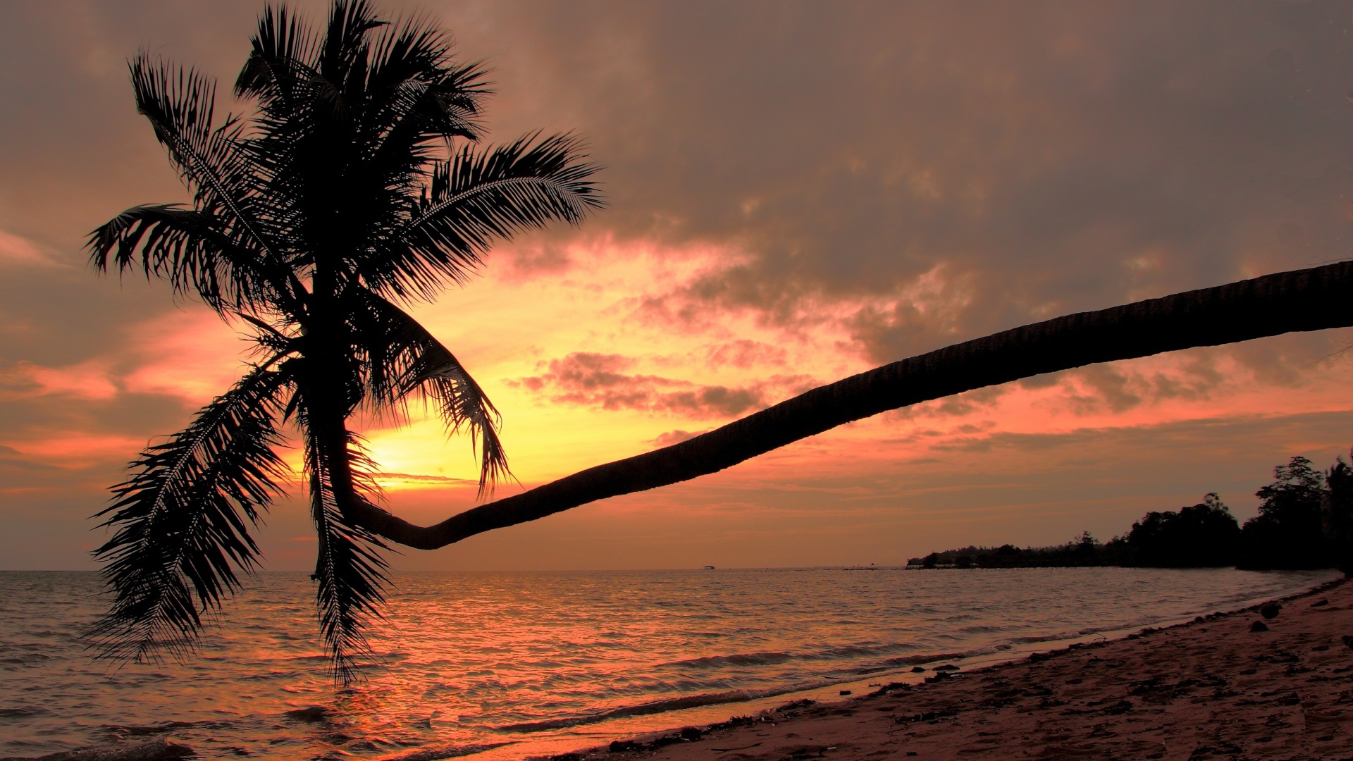 Пальма на пляже на острове Панган, Таиланд