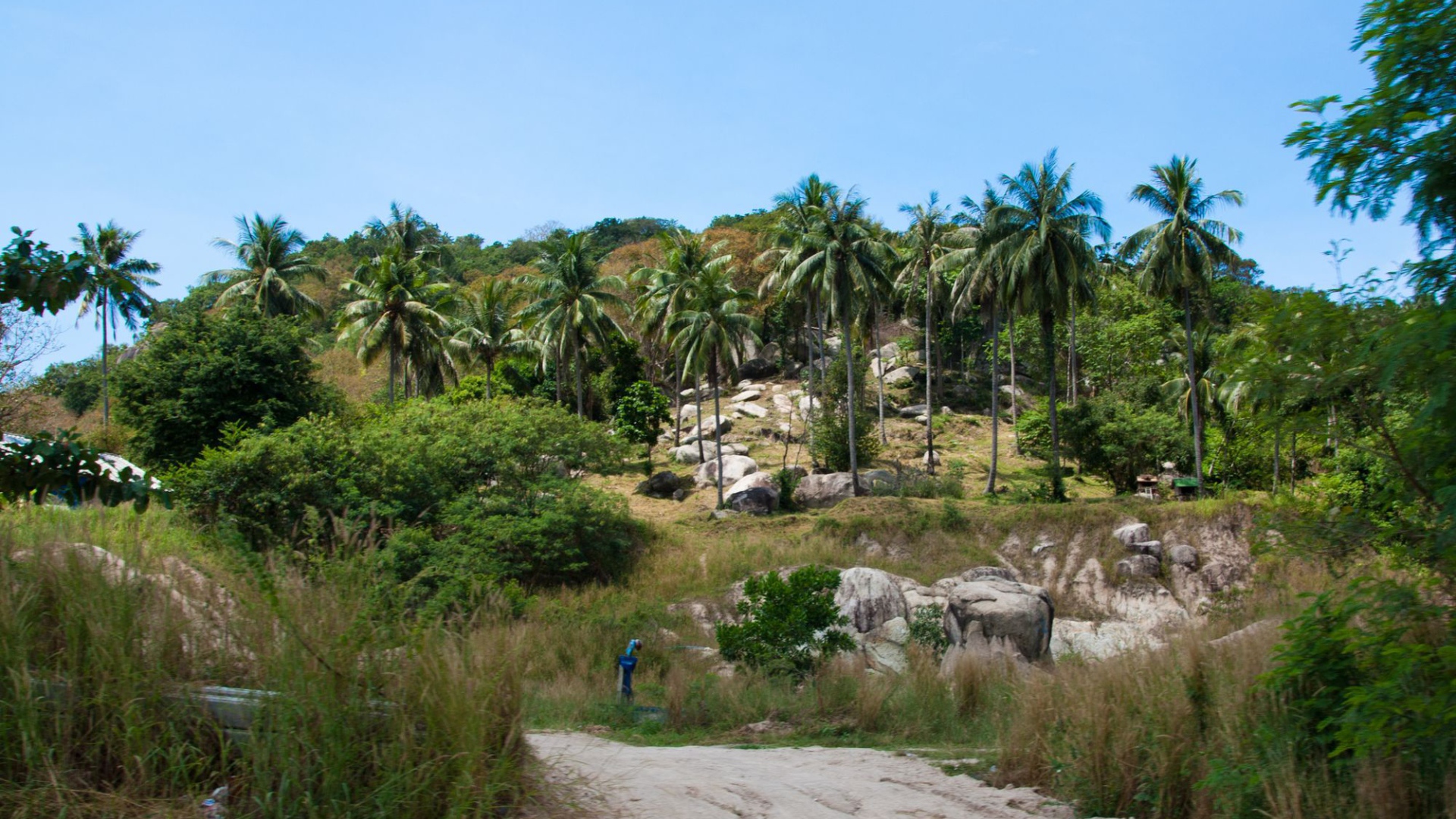 Пальмы на скале на острове Тао, Таиланд