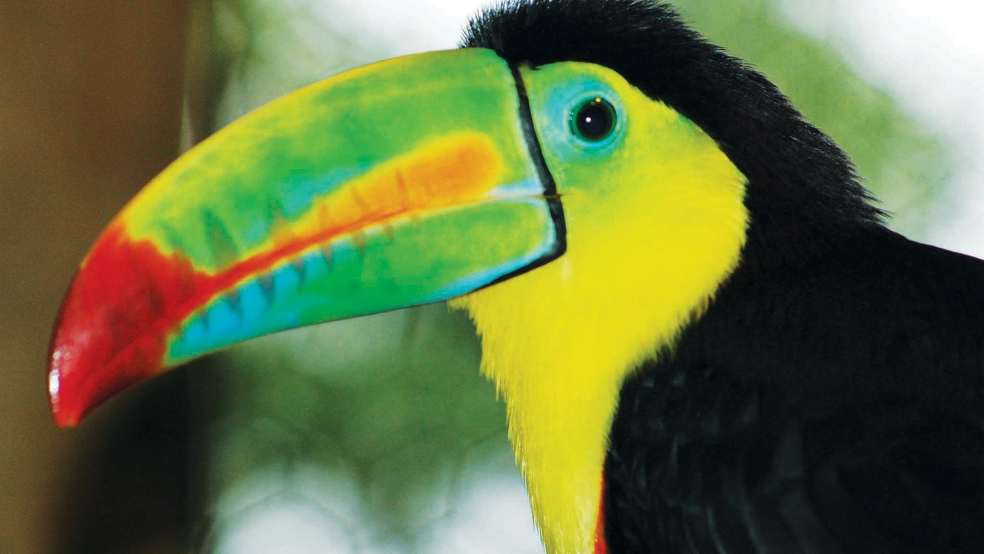 Тукан Коста-Рика