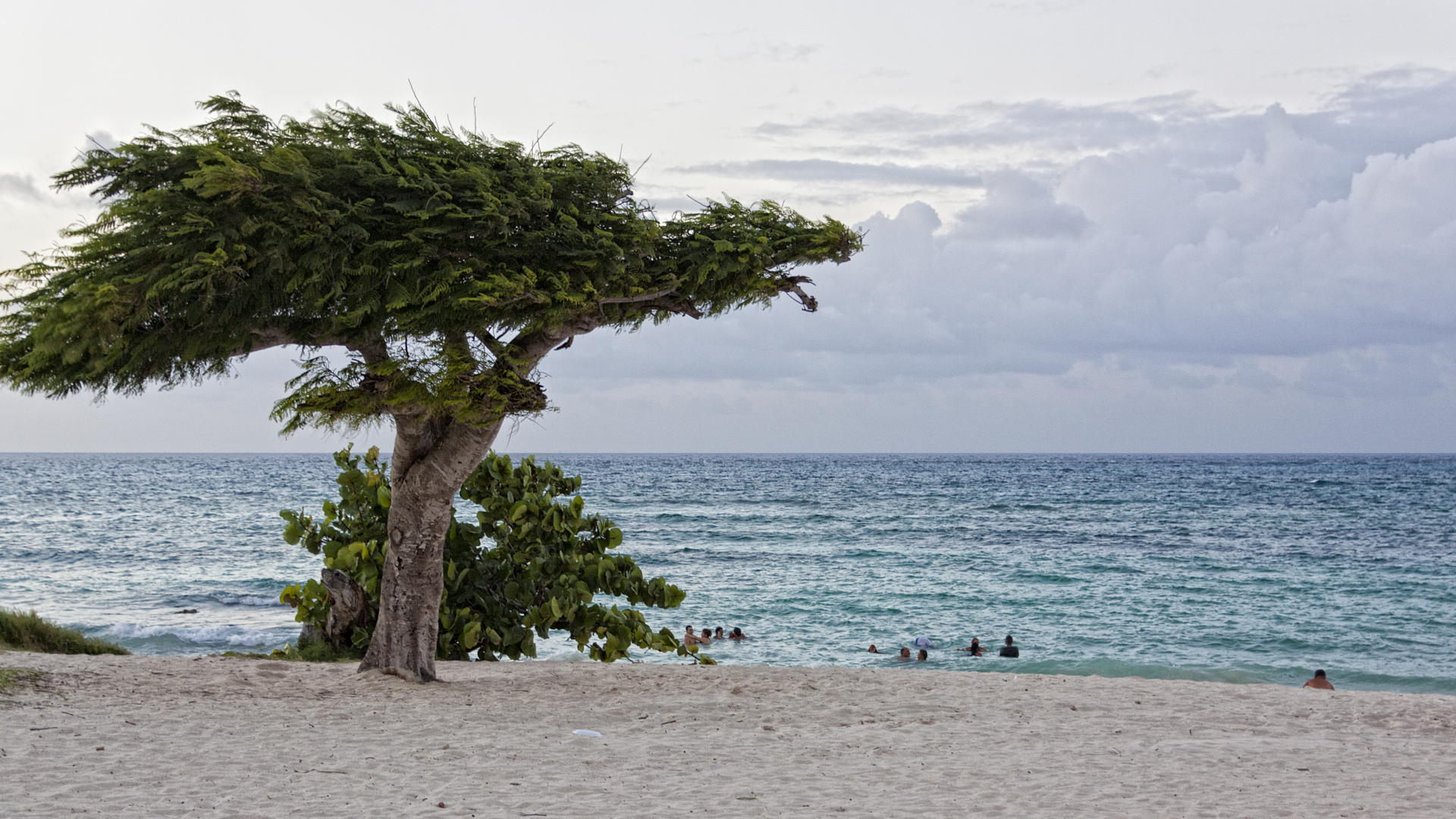 Дерево на фоне моря на курорте Гуардалавака, Куба