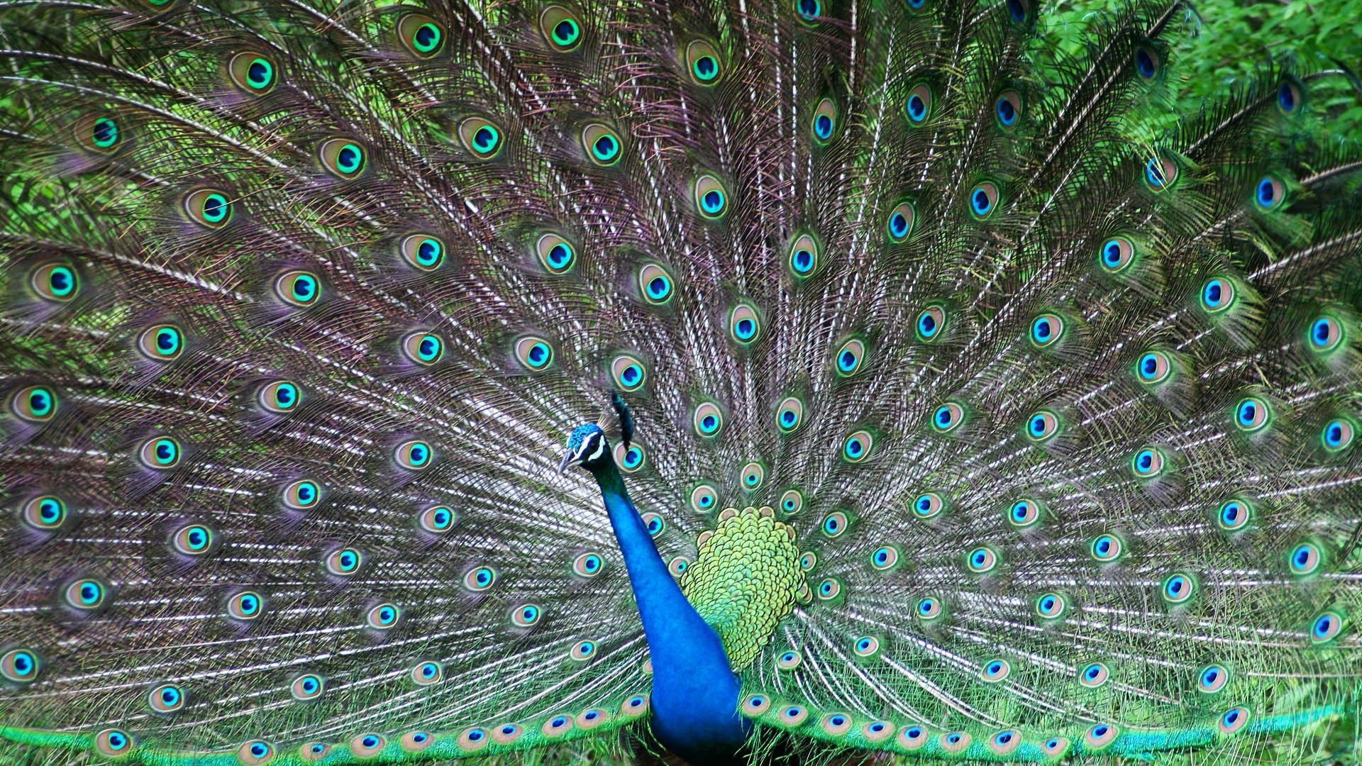 Завораживающое Панама