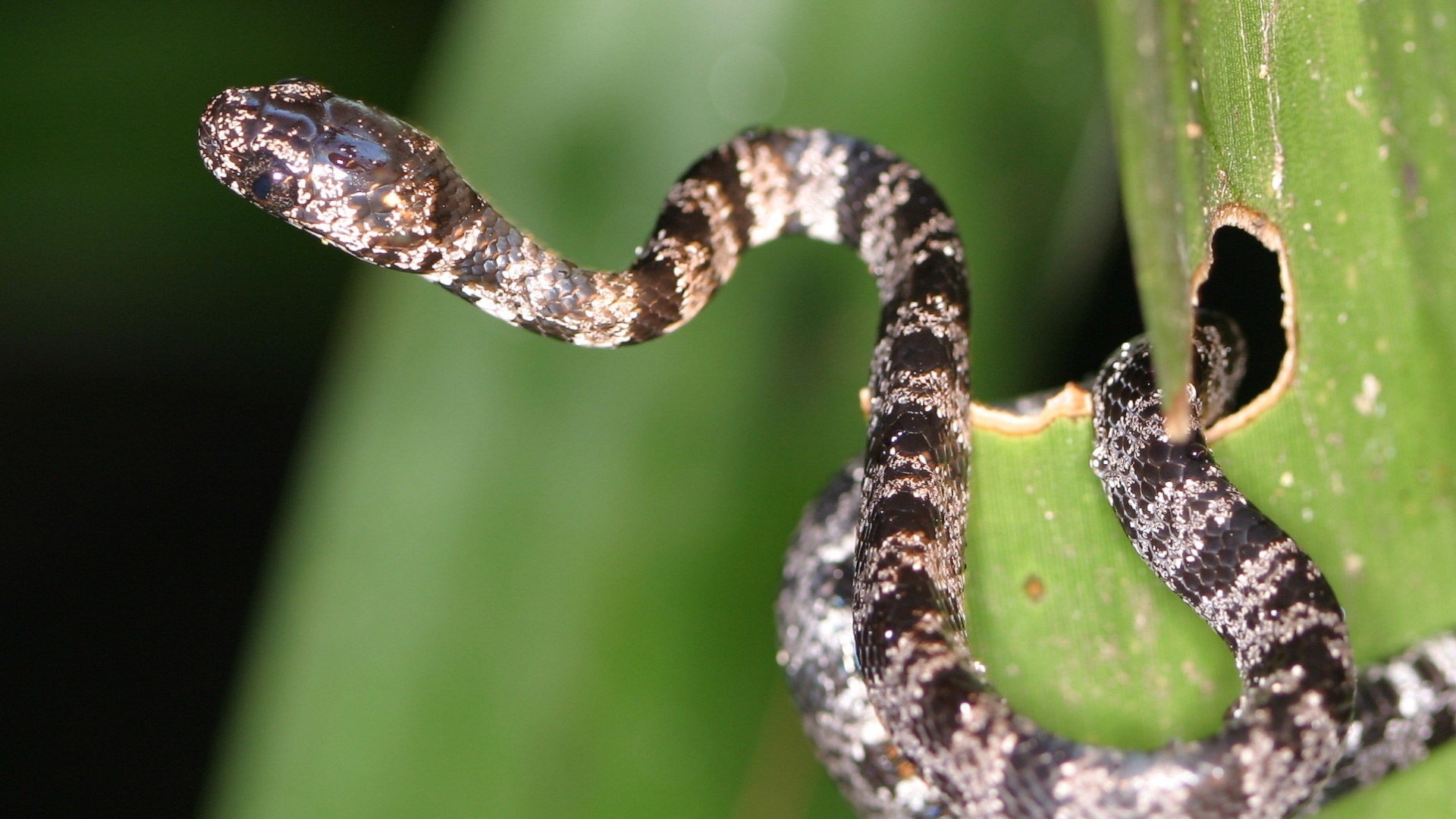 Солнечное Коста-Рика