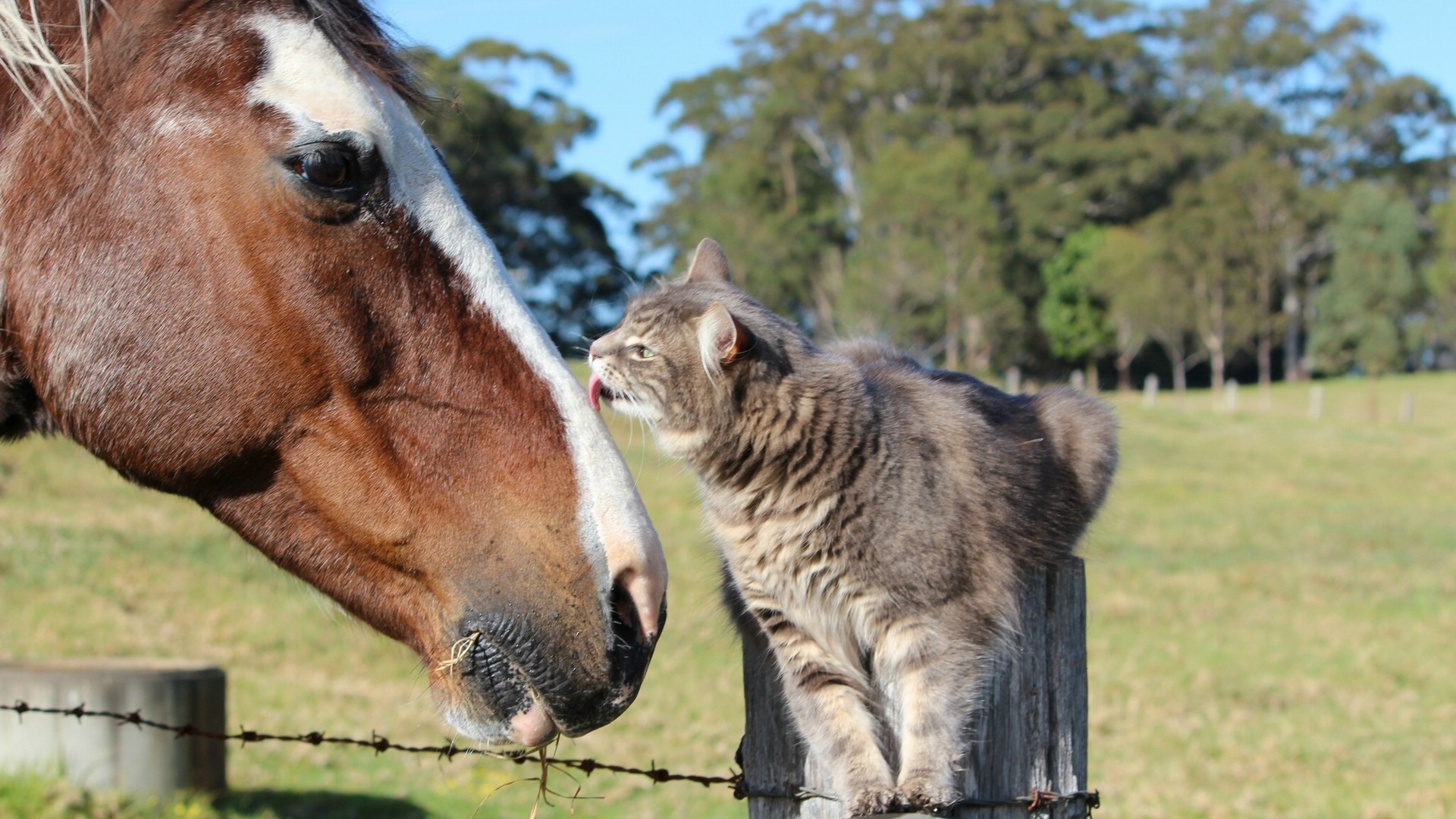 Кот и лошадь