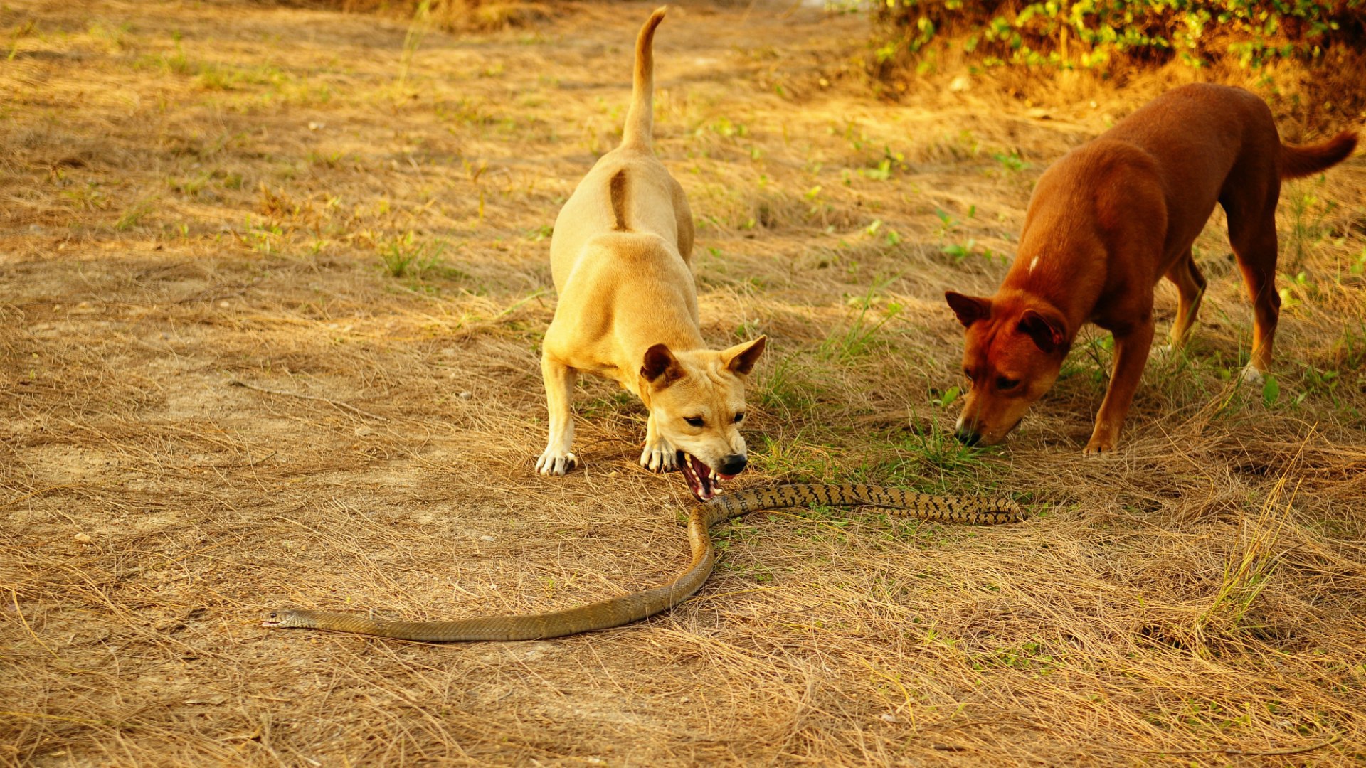 Собаки и королевская кобра