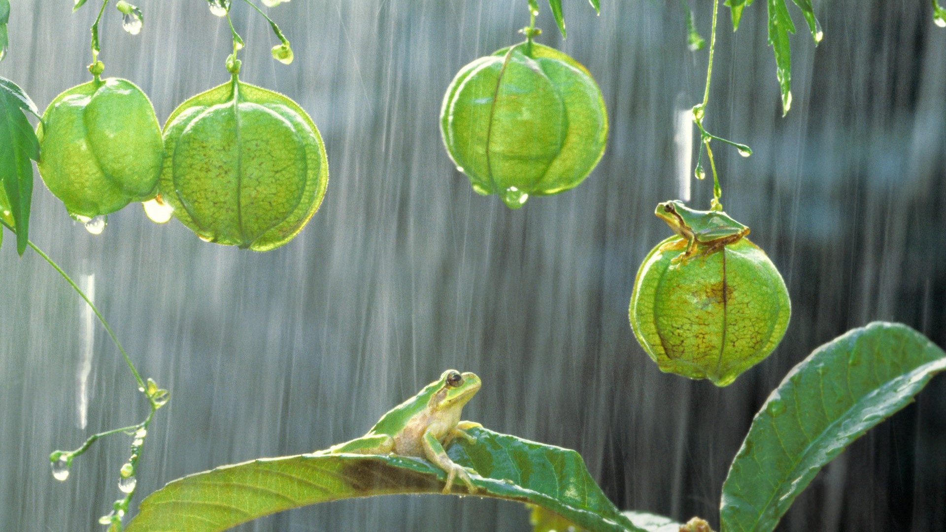 Лягушки на растениях под дождем