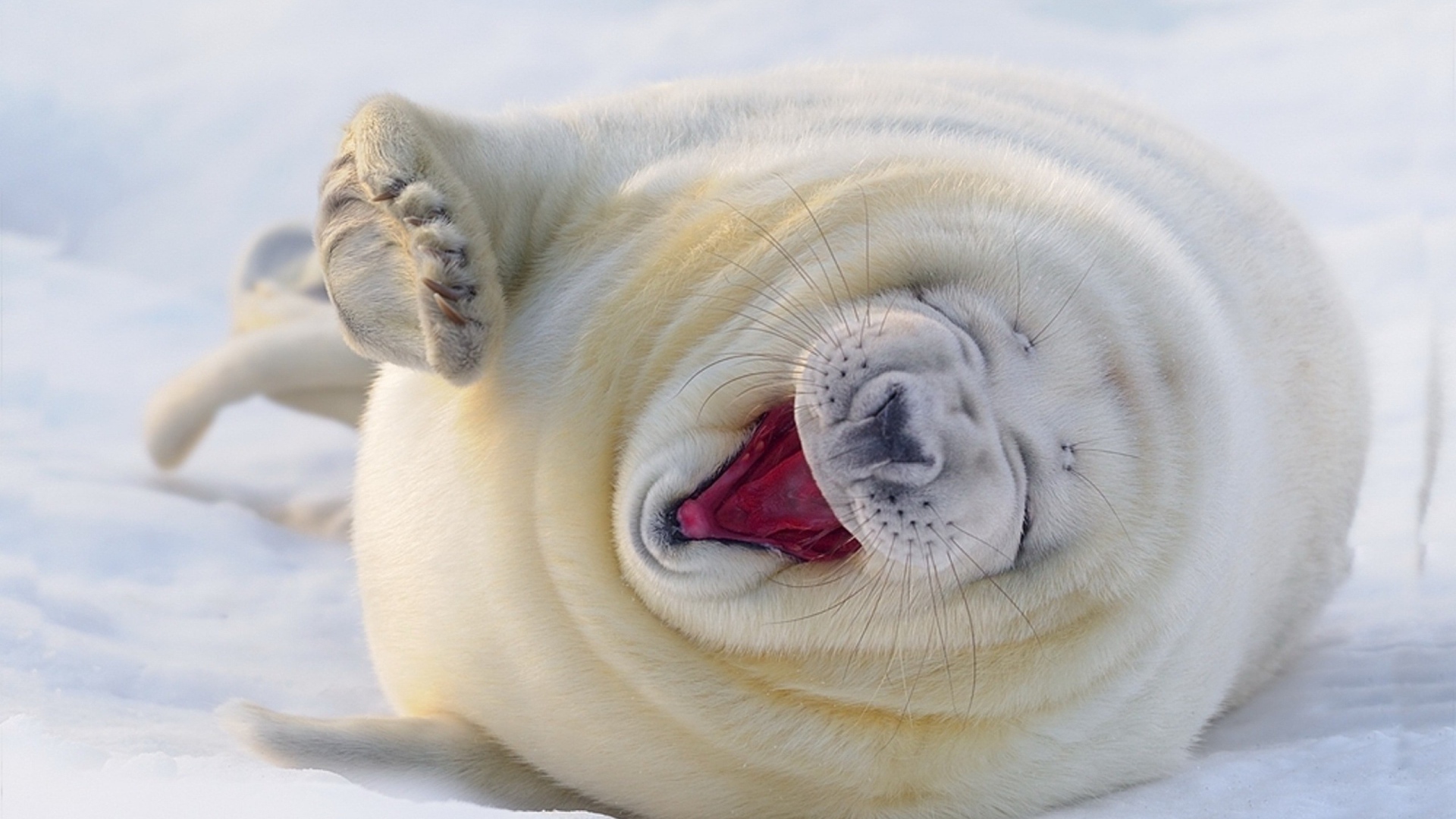 Забавный белый тюлень