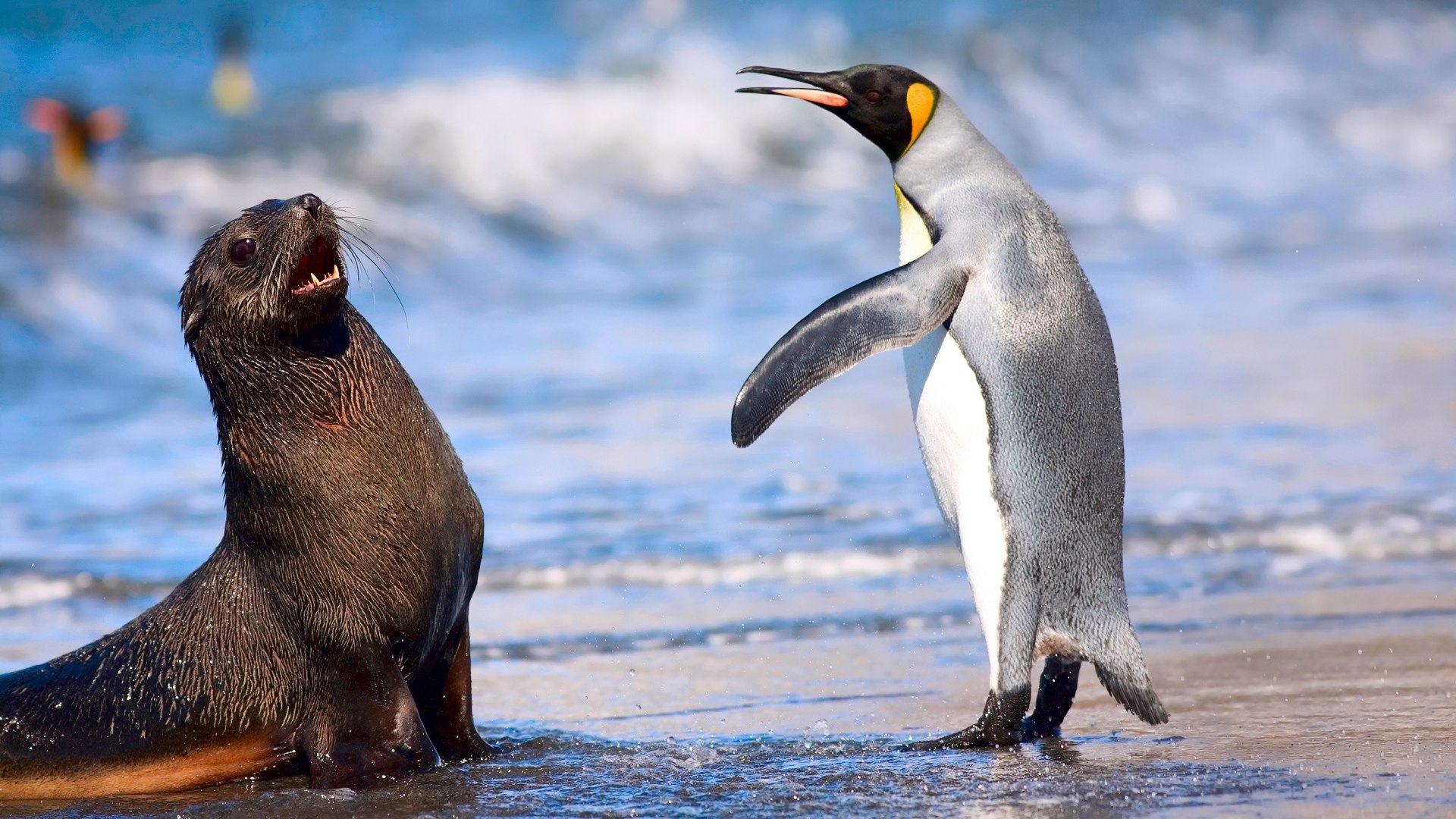 Кергеленский морской котик и королевский пингвин