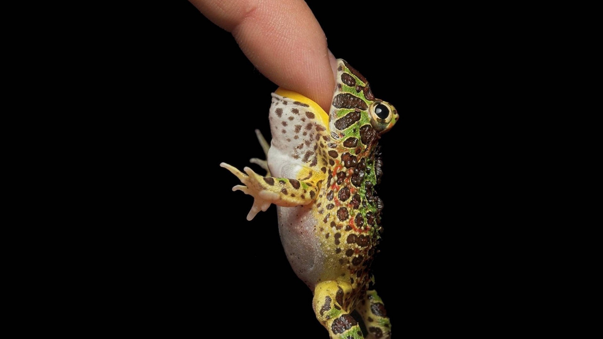 Маленькая лягушка на пальце