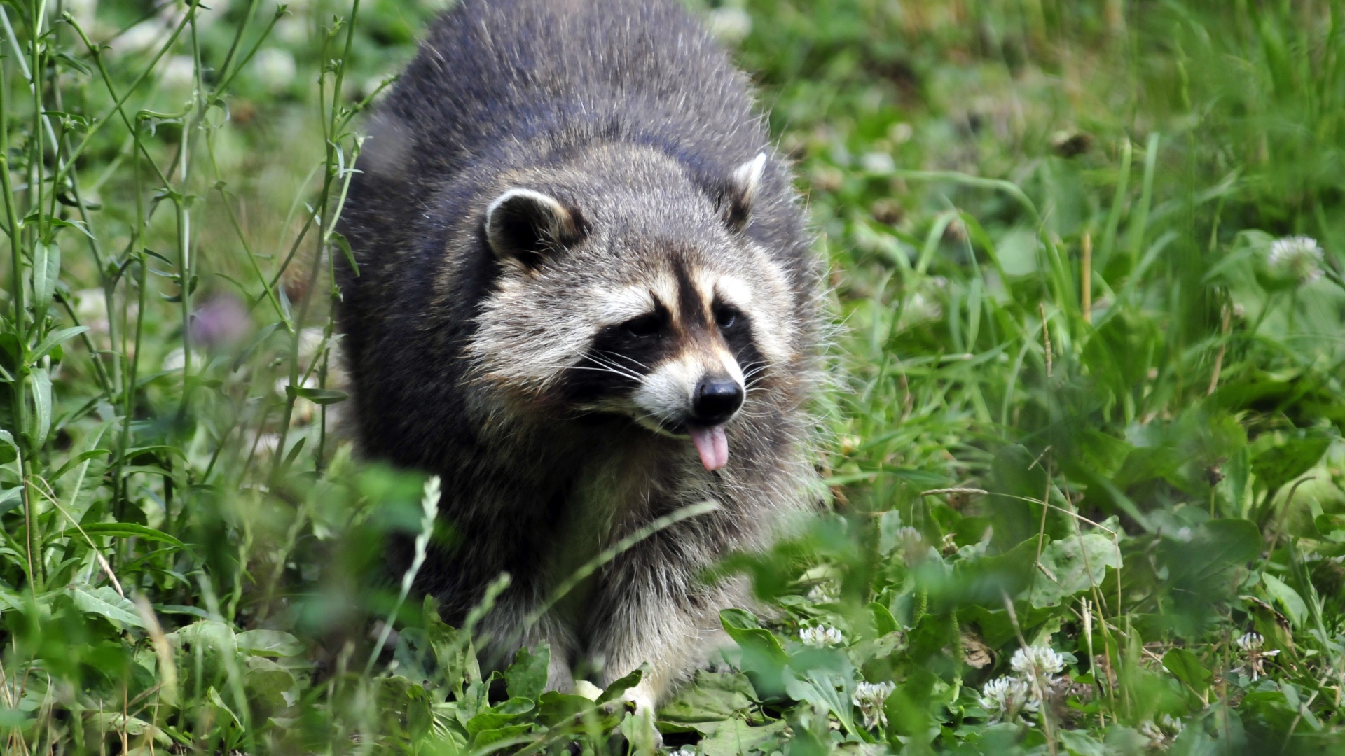 Енот-полоскун идет по зеленой траве