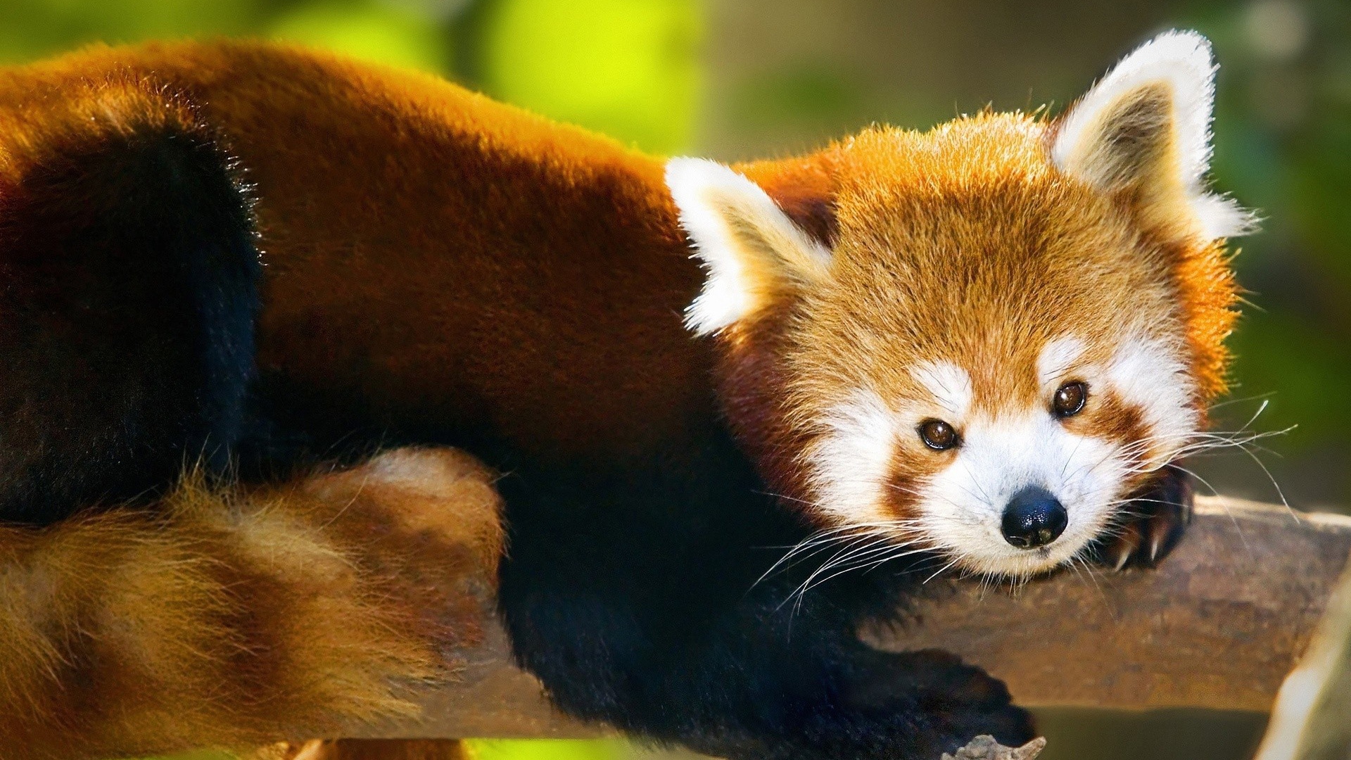 Красная панда лежит на стволе дерева